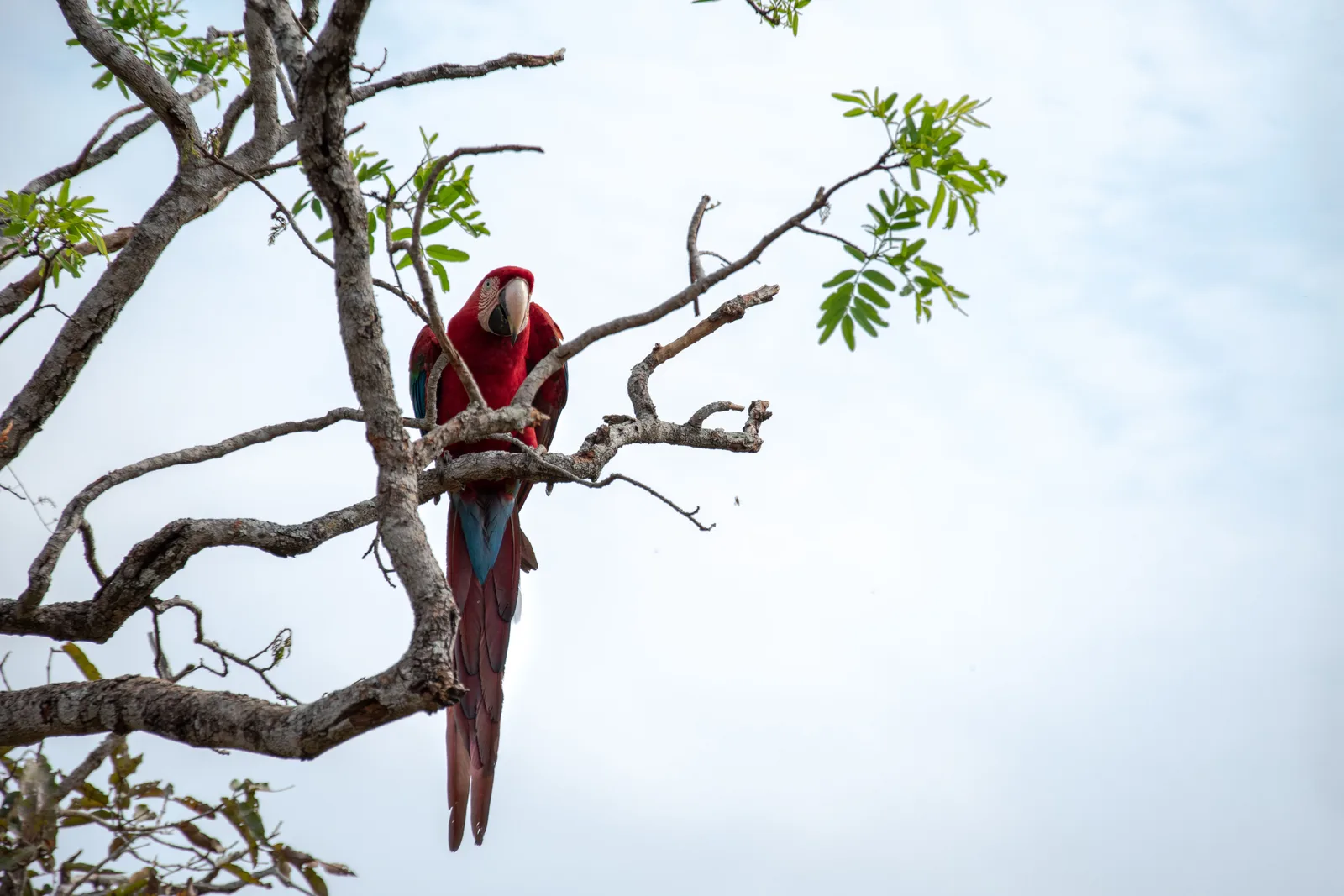 A red-and-green macaw perched on a bare branch against a pale sky, its red body and blue-green wing feathers clearly lit
