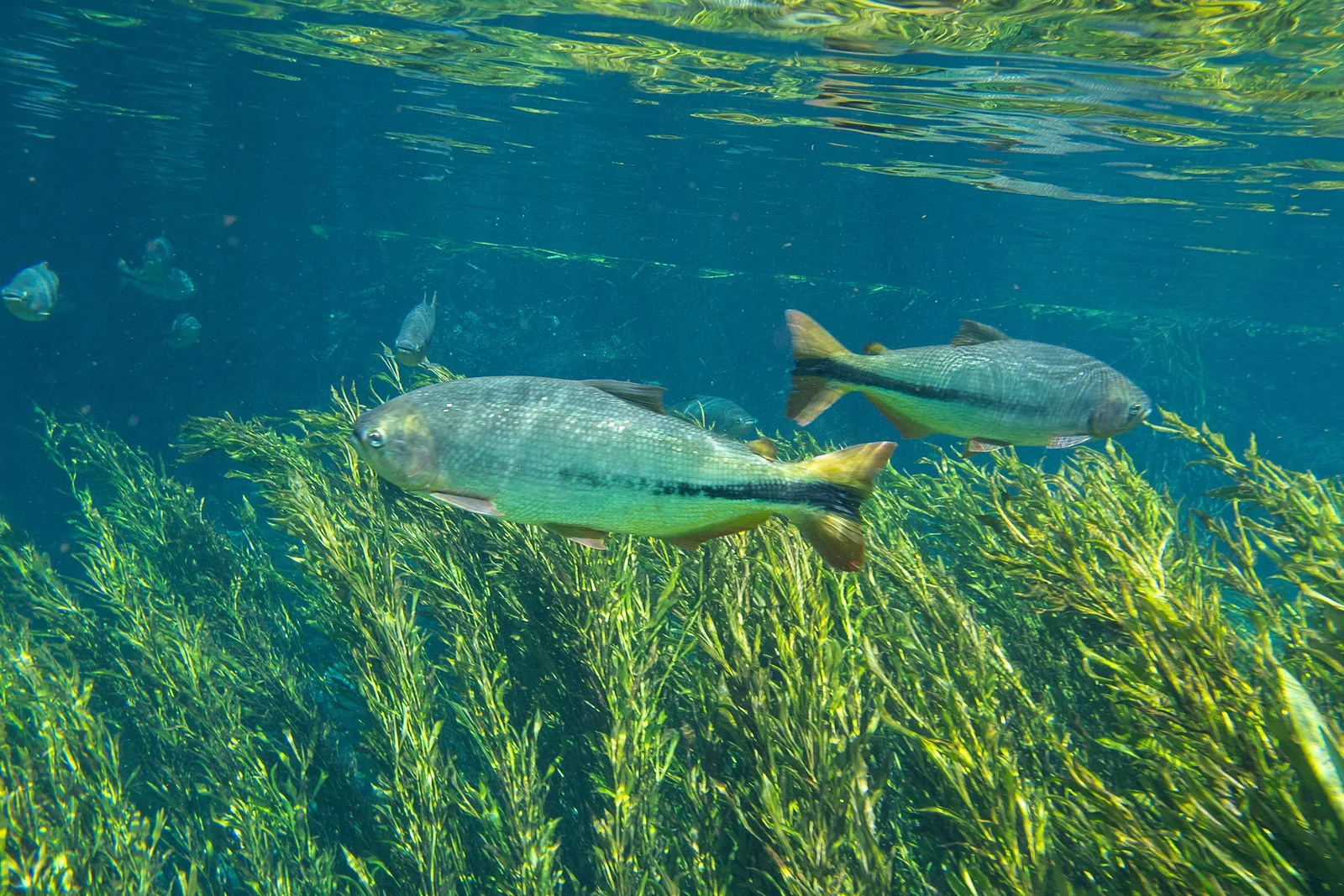 Two large piraputanga with yellow-tipped tails swimming just under the surface over long green water weed in clear river water