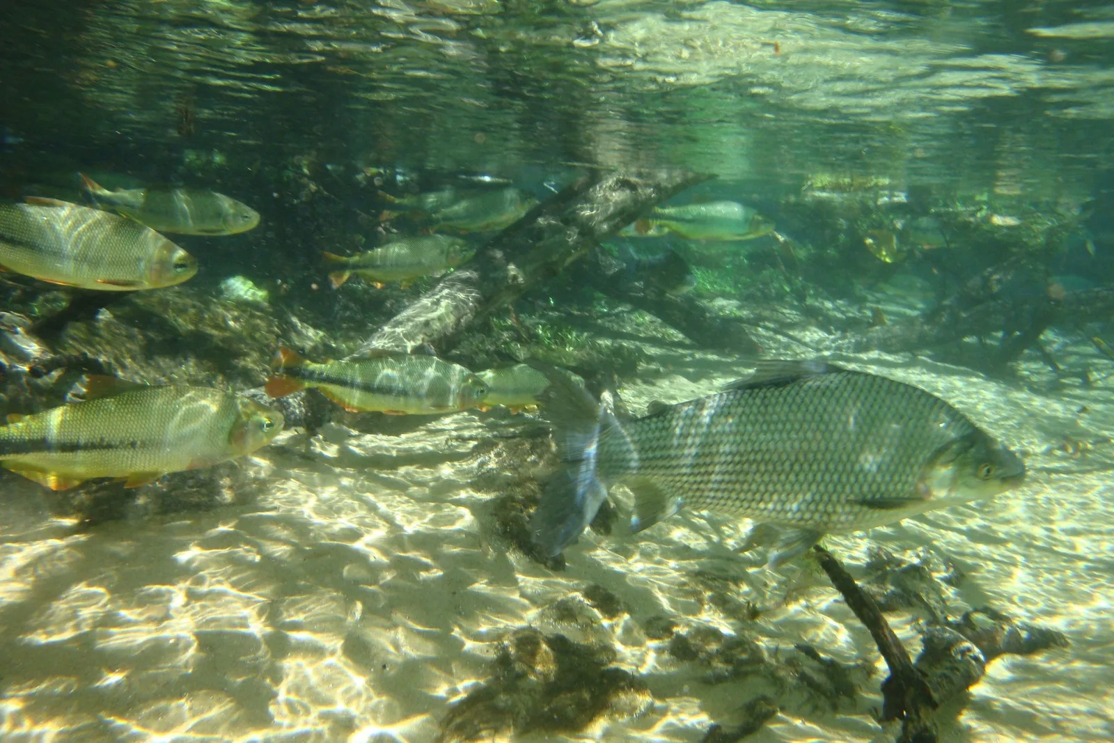 An underwater view of a shoal of silver-and-yellow fish holding station over a pale gravel riverbed in clear shallow water at the Rio da Prata