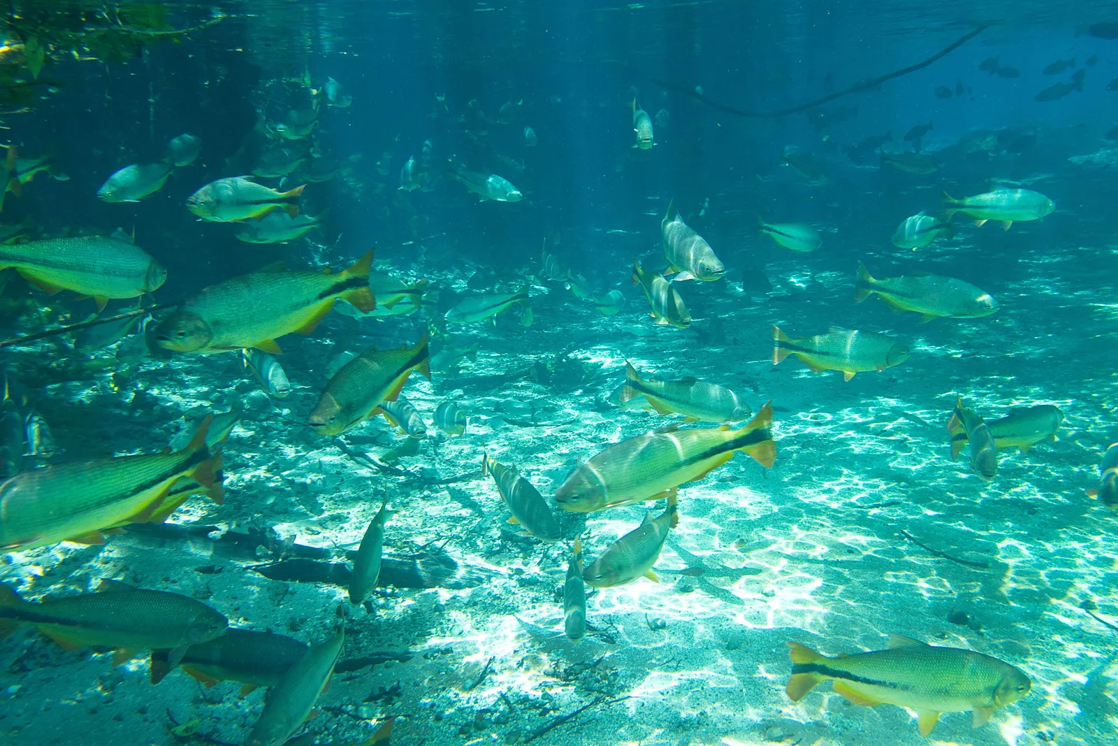 An underwater view of a dense shoal of piraputanga with yellow-edged tails swimming over rippled pale sand in bright turquoise water