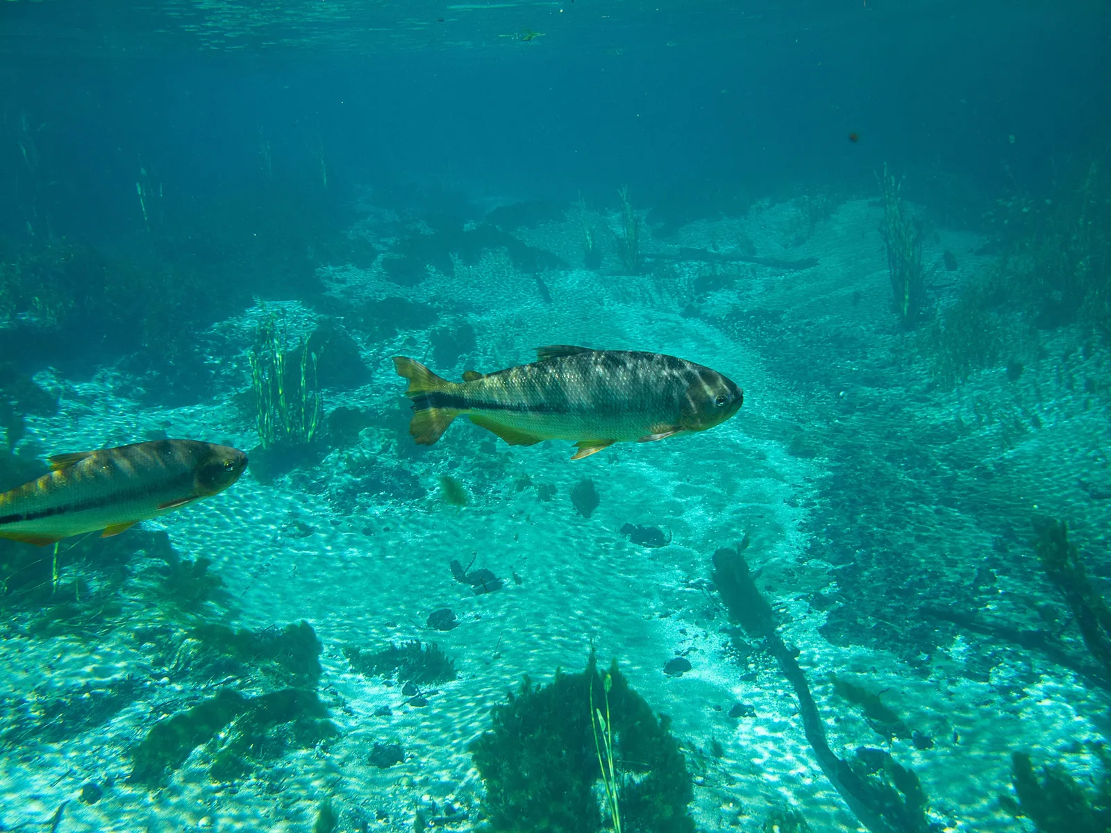 Two fish swimming over a pale rocky bottom in bright turquoise water, the rocks and weed on the riverbed sharply visible through several meters of water