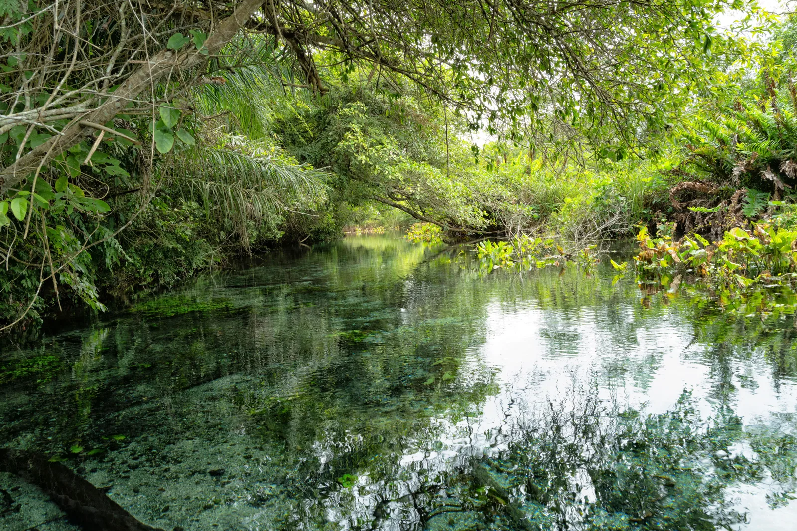 Still water on a river near Bonito reflecting the forest above it, reeds and fallen branches breaking the surface