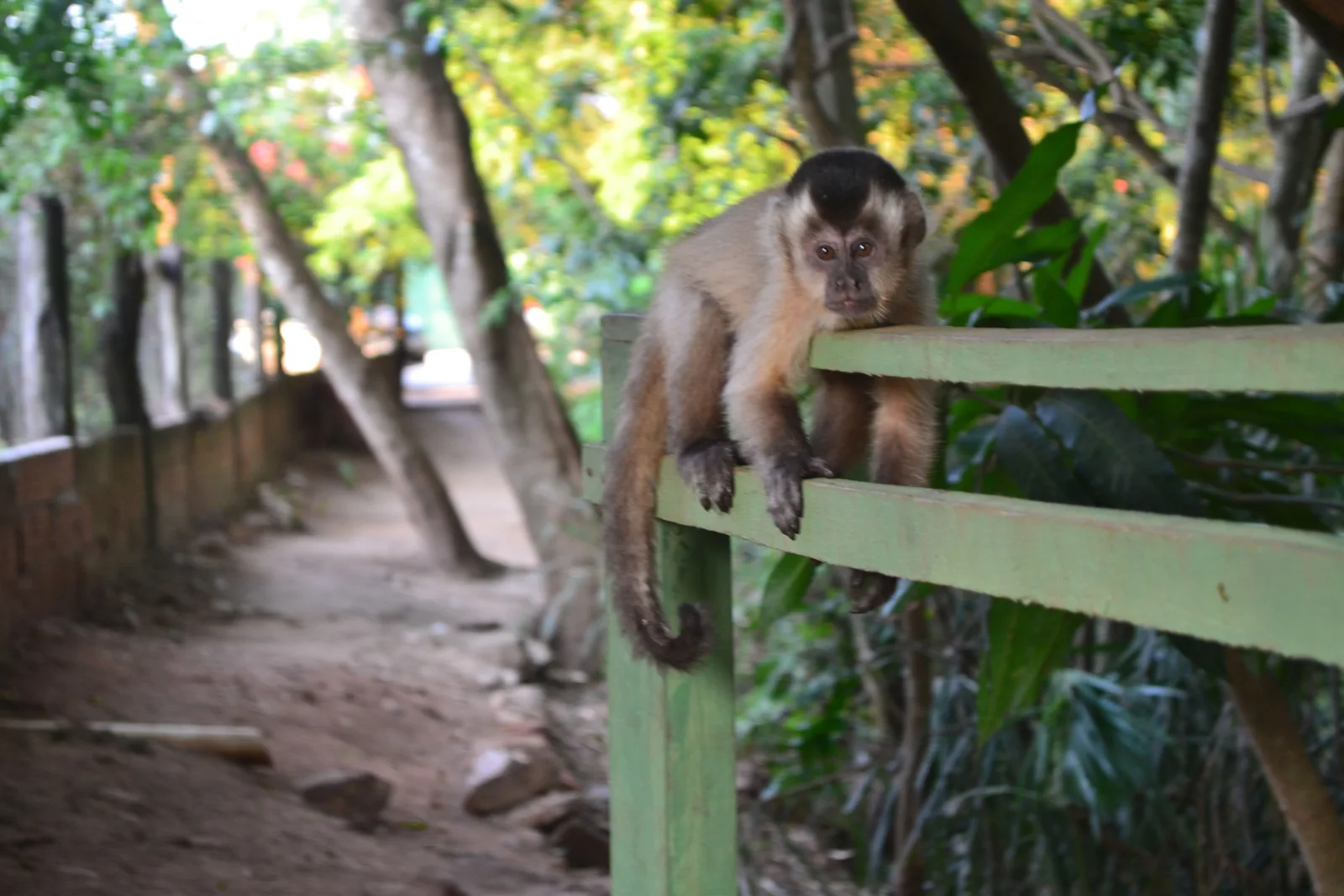 A capuchin monkey sitting on a wooden handrail beside a dirt path near Bonito
