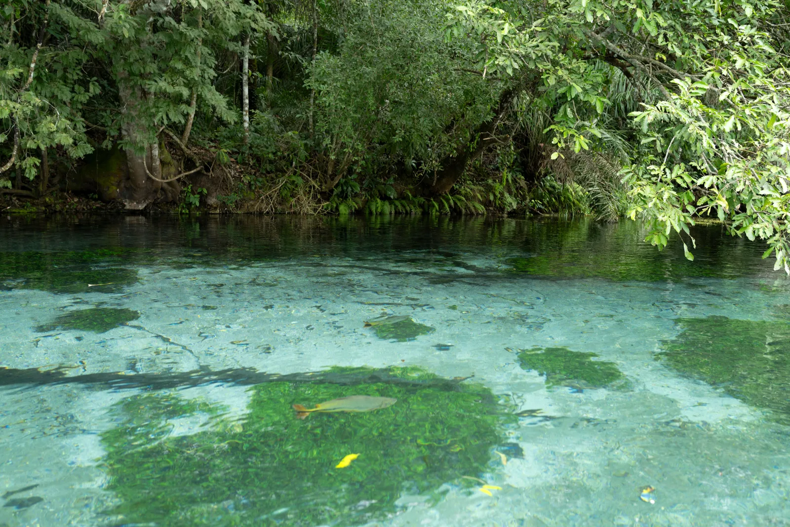Bright blue-green shallows on a spring-fed river near Bonito, patches of dark weed showing through the water and low forest along the far bank