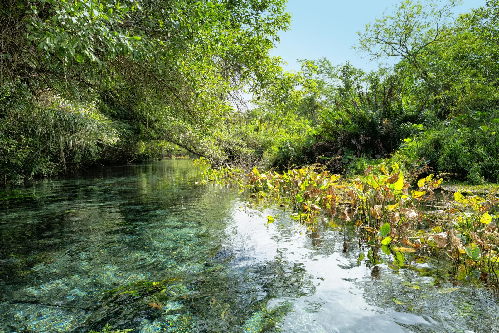 A clear river near Bonito running between banks of floating vegetation, with a bright sky above the treeline