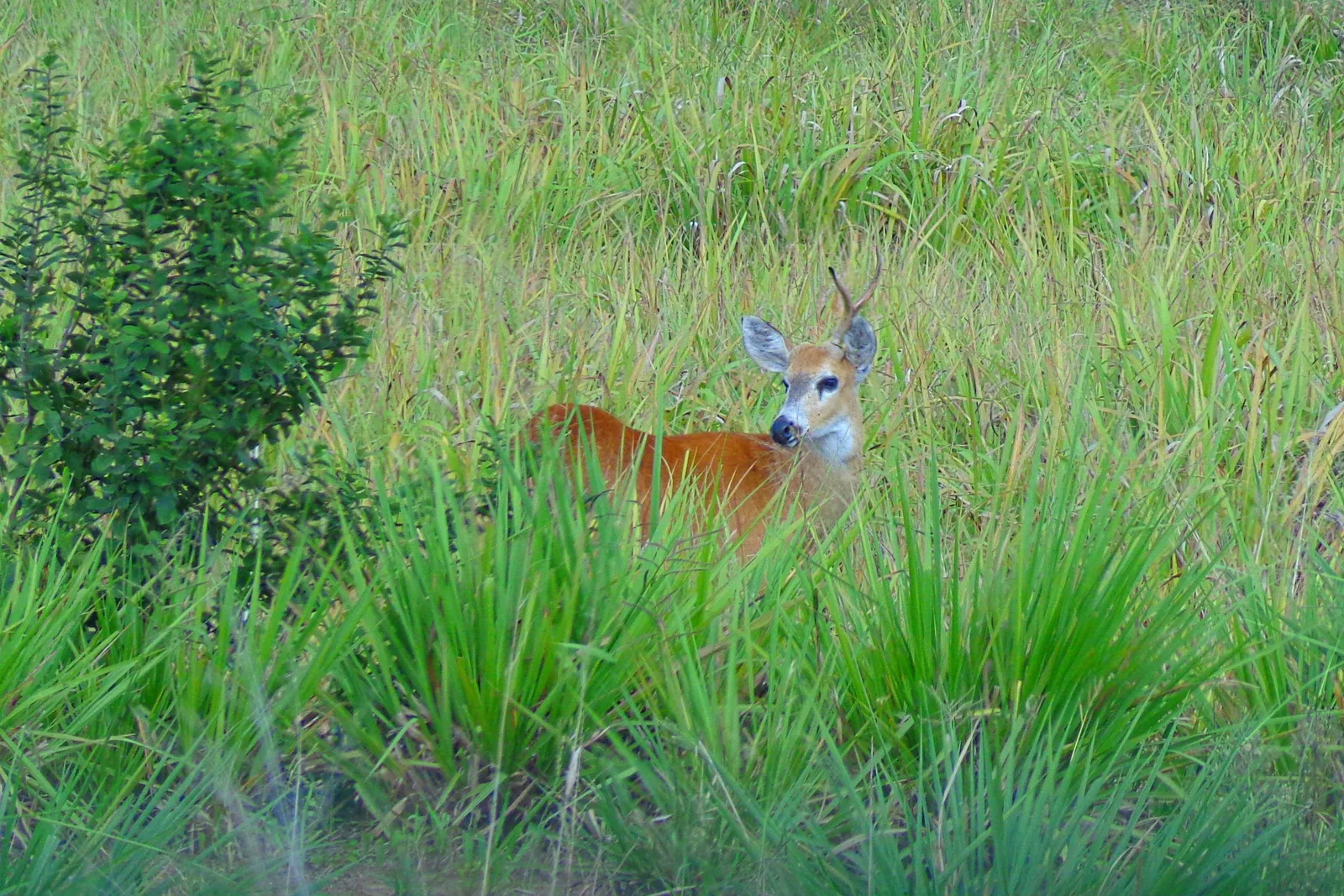 A deer standing in tall green grass near Bonito, looking straight at the camera