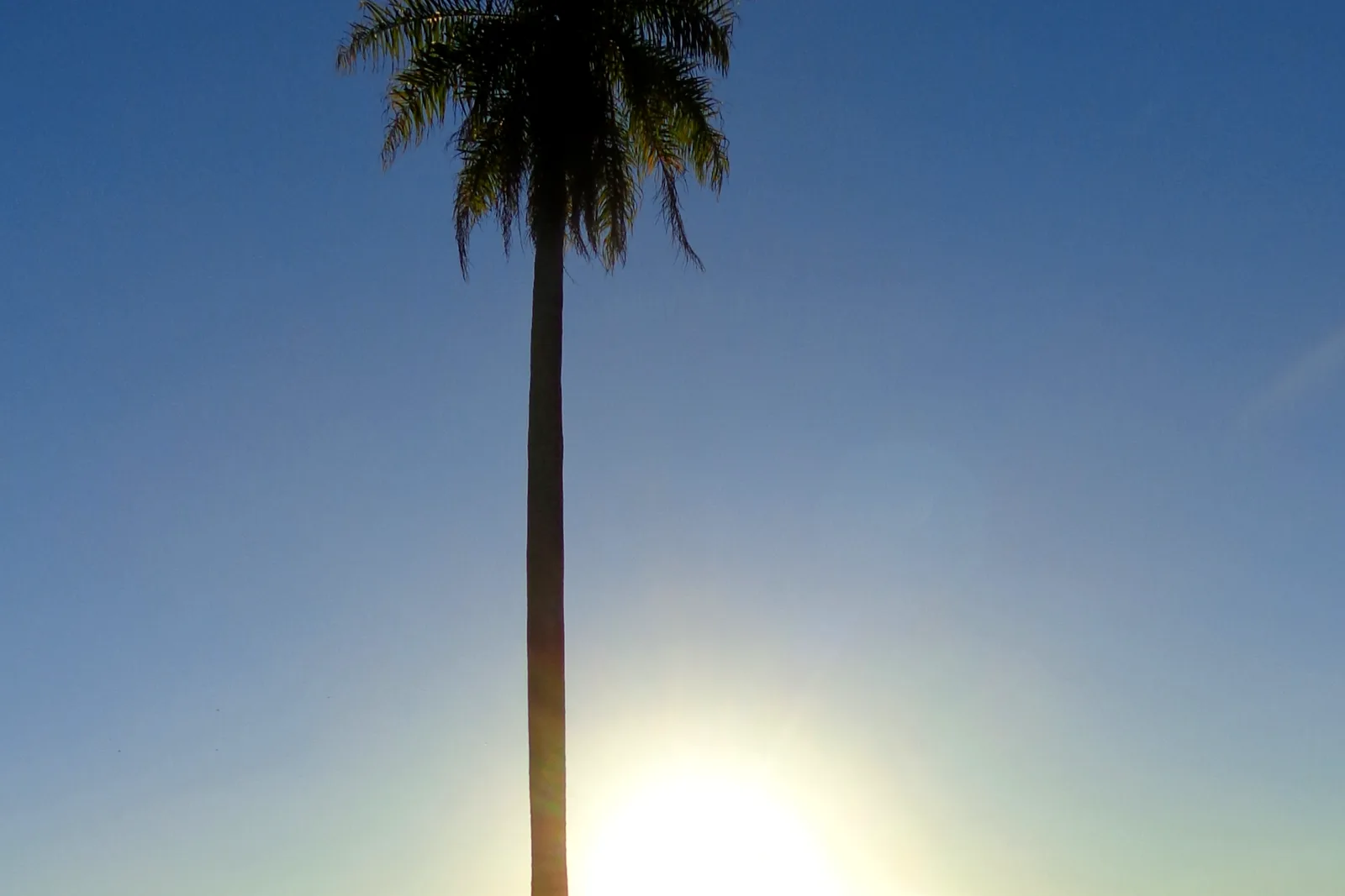 A single tall palm silhouetted against the setting sun over the countryside near Bonito
