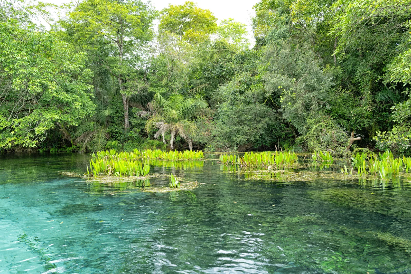 A spring-fed river near Bonito running turquoise over pale beds of water weed, with gallery forest closing in from both banks