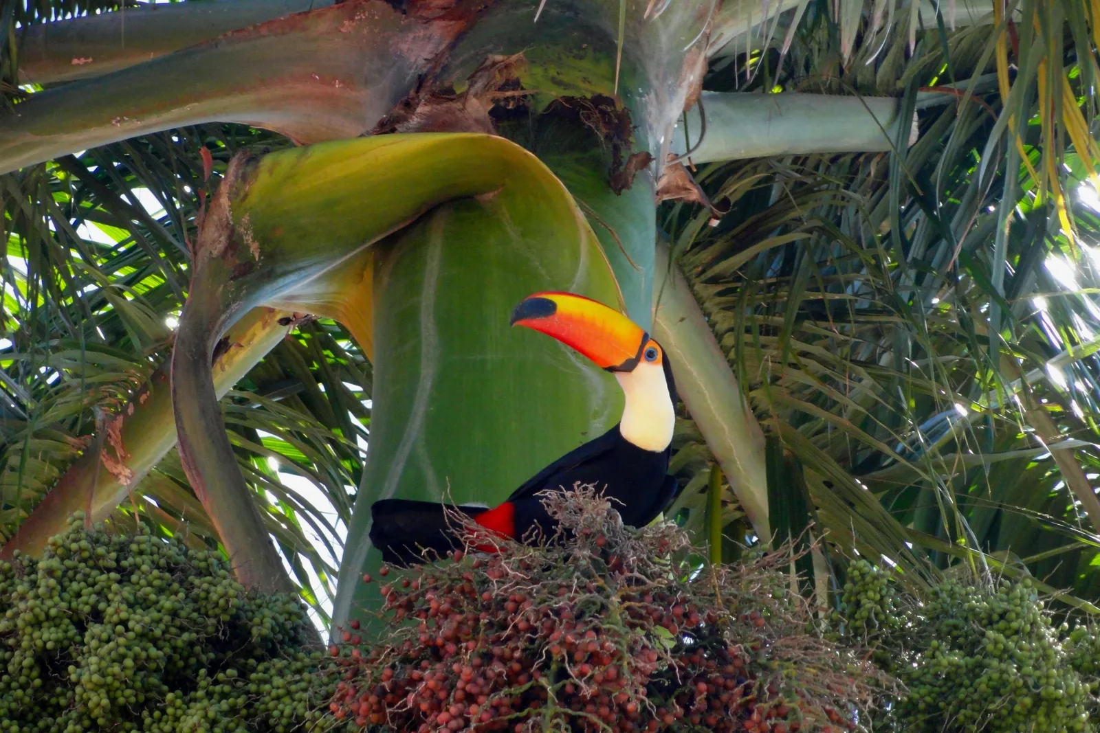 A toco toucan with a bright orange bill perched among the fronds of a palm near Bonito