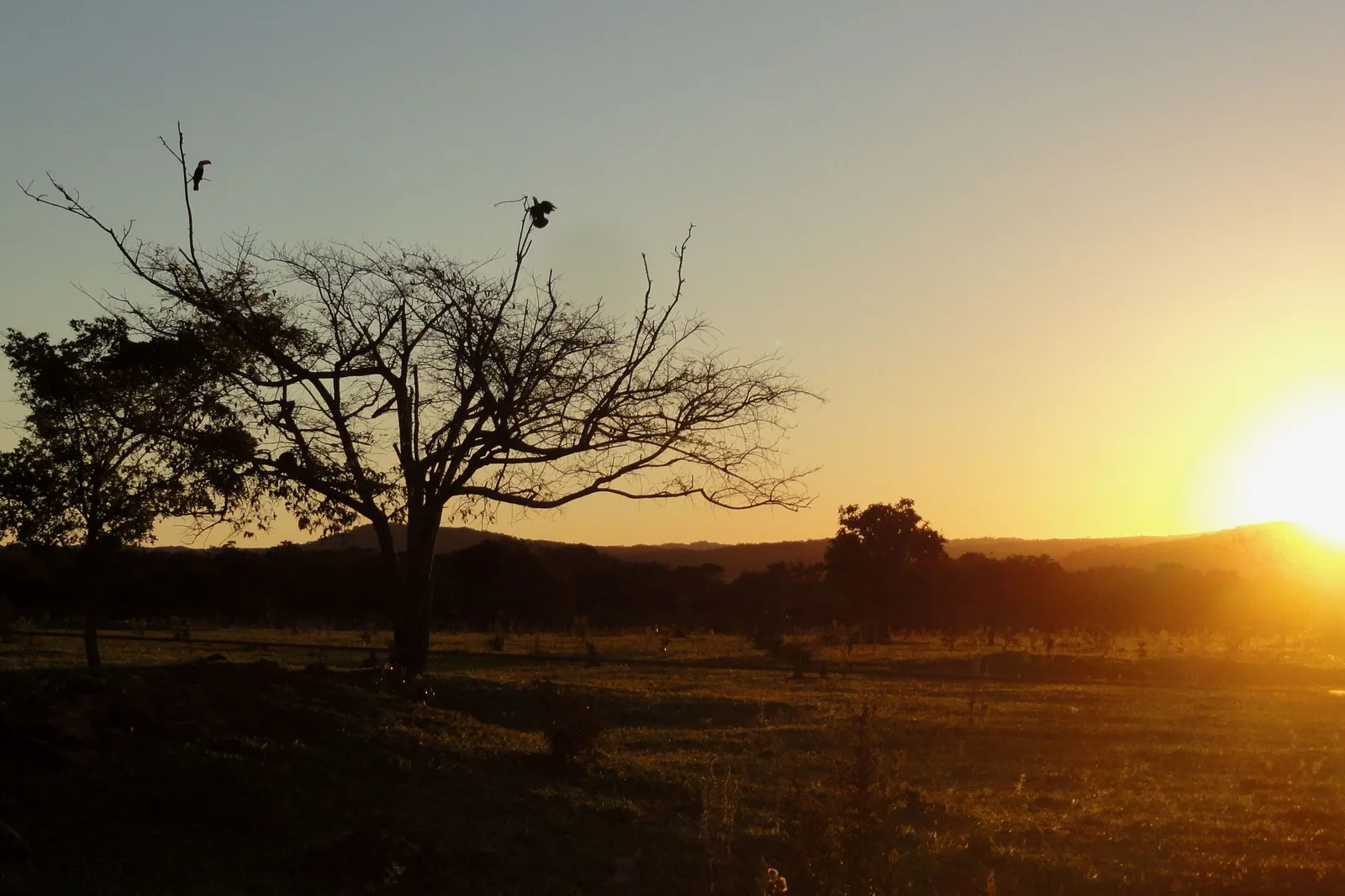 Birds perched on the bare branches of a lone tree, silhouetted against a low orange sun over open country near Bonito