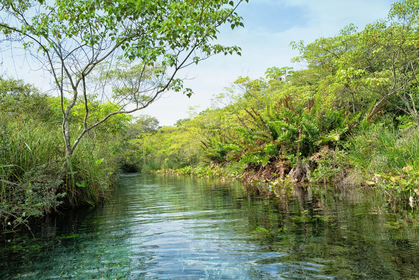 A narrow green river channel in the Serra da Bodoquena, water plants trailing in the current and trees leaning in overhead