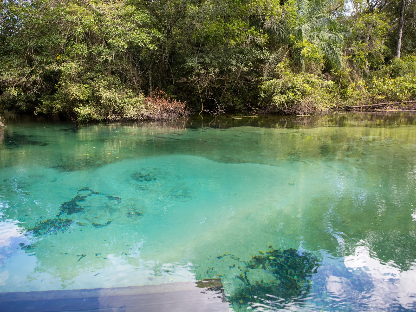 A still turquoise pool on a river near Jardim, weed beds under the surface and dense green forest along the bank