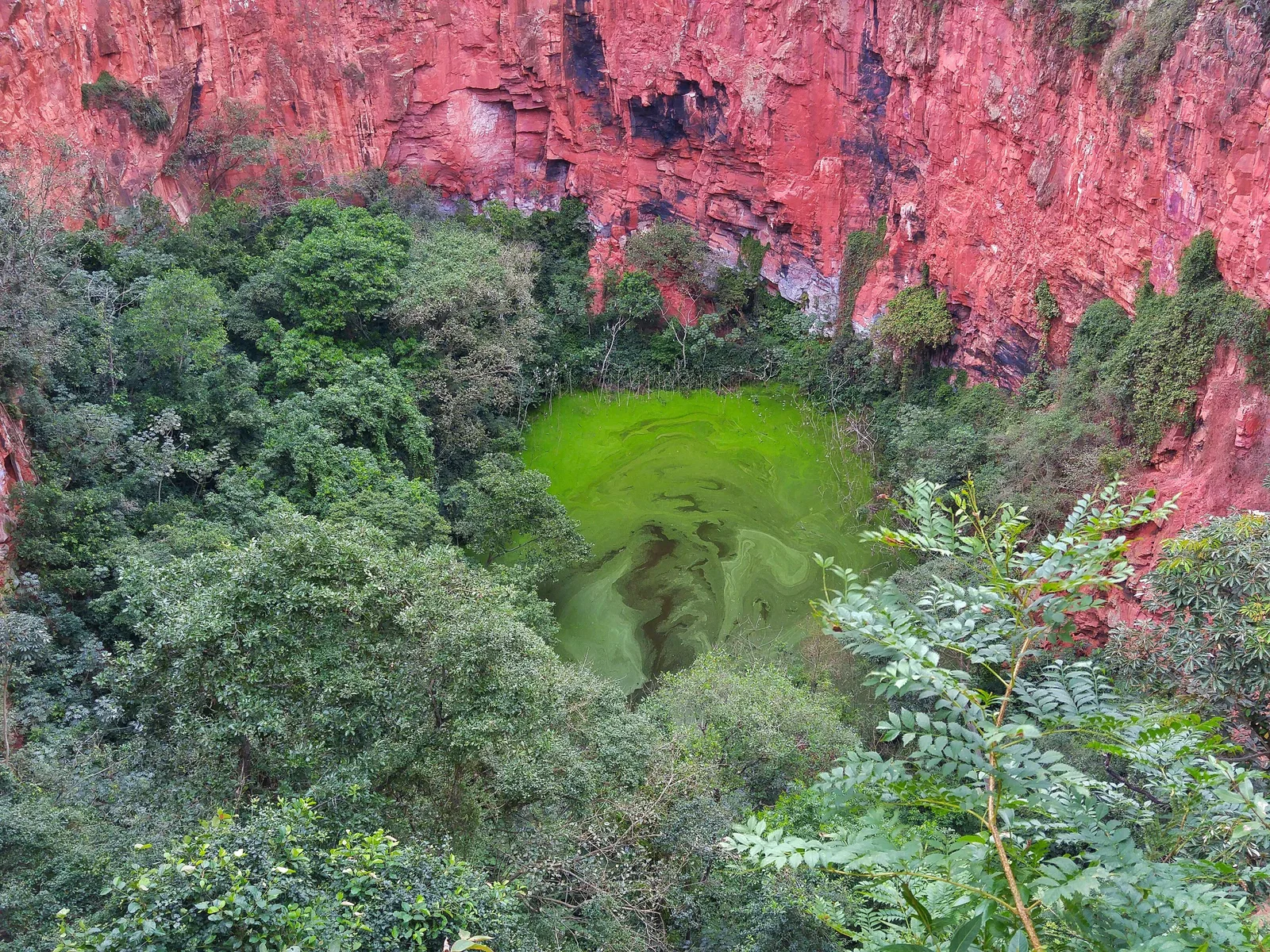 The red sandstone wall of the Buraco das Araras sinkhole rising behind a floor of dense green forest