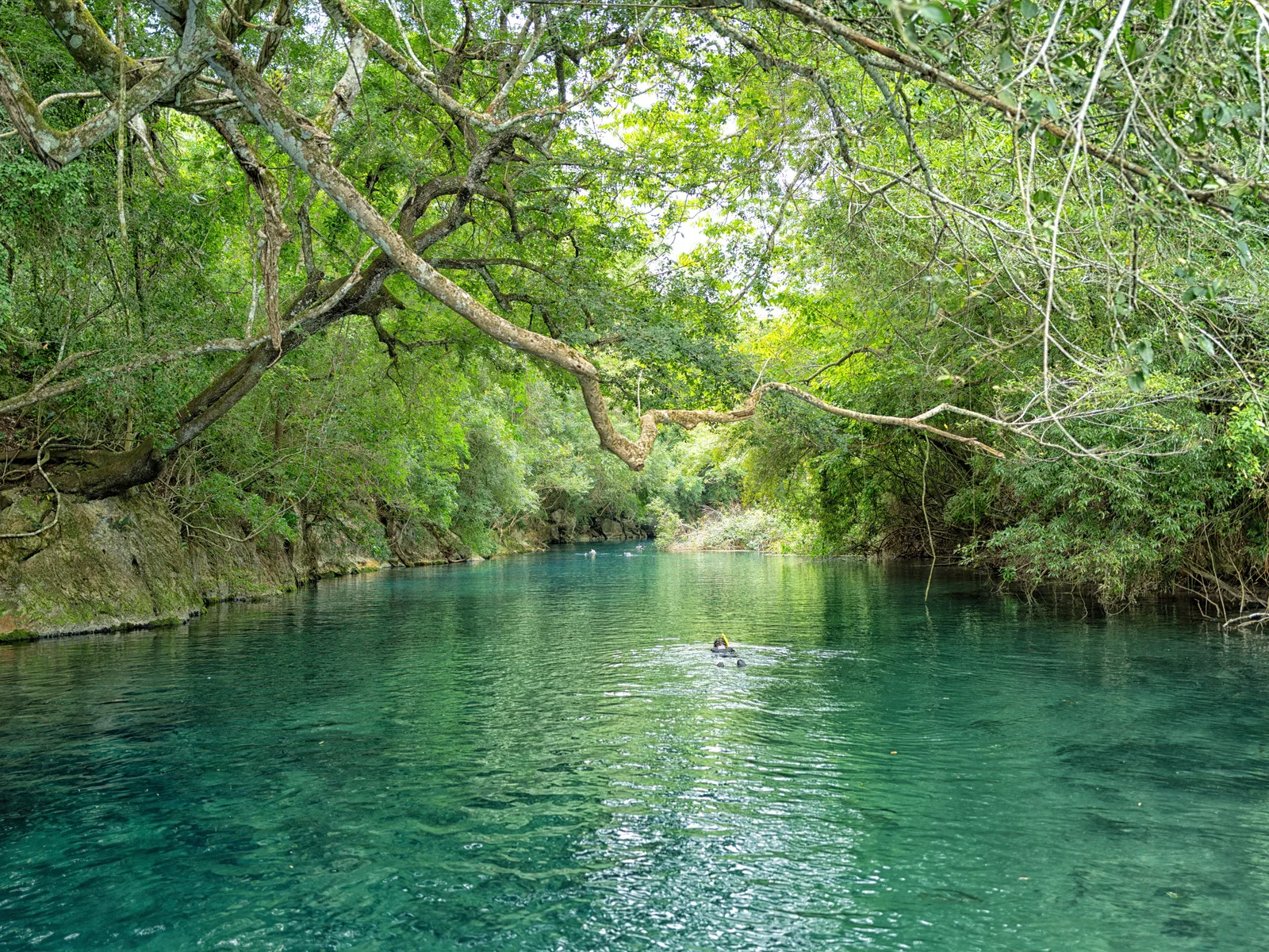 A clear green river near Bonito running under a large overhanging tree, with one person floating in the middle of the channel and dense forest along both banks