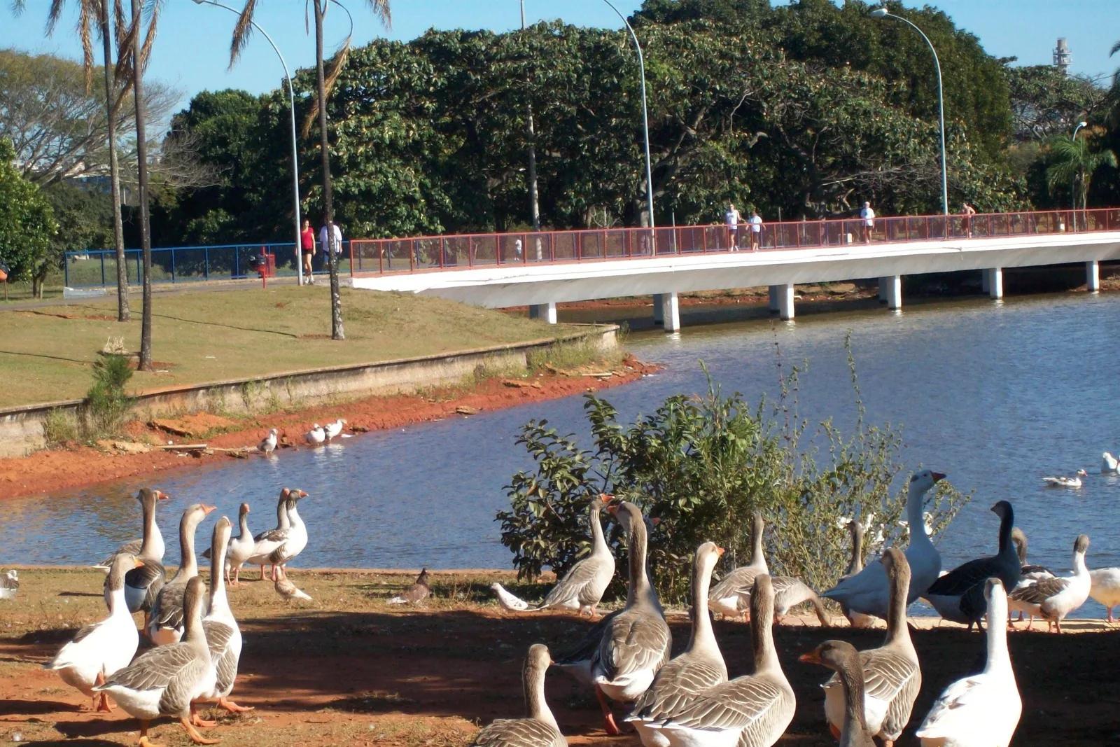 A small lake in the Parque da Cidade with geese on the bank, a long white footbridge crossing behind them and tall trees beyond