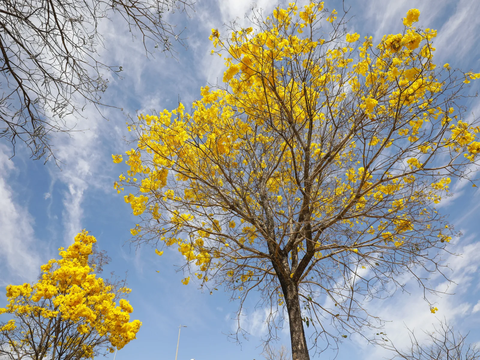 A yellow ipê tree in full flower against a blue sky in Brasília, its bare branches covered in clusters of bright yellow trumpet-shaped blossoms