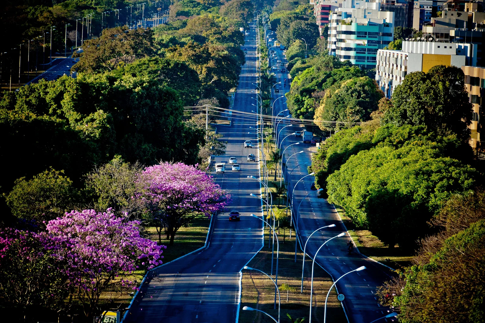 An avenue in Brasília seen from the air, a few pink-flowering ipê trees on the left verge among green trees, apartment blocks on the right