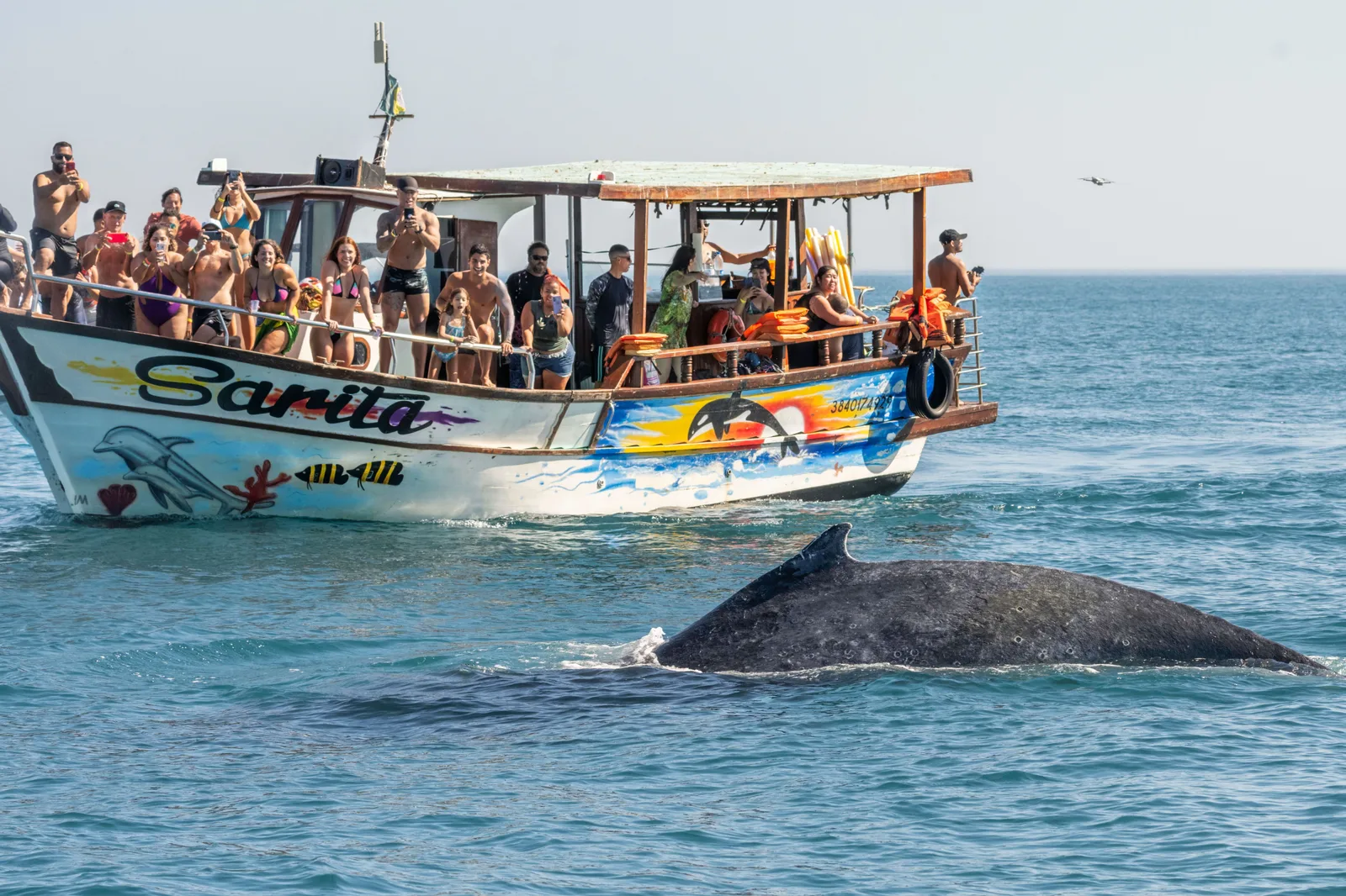 A humpback whale surfacing right beside a small tour boat crowded with standing passengers off Arraial do Cabo, its dark back breaking the blue water