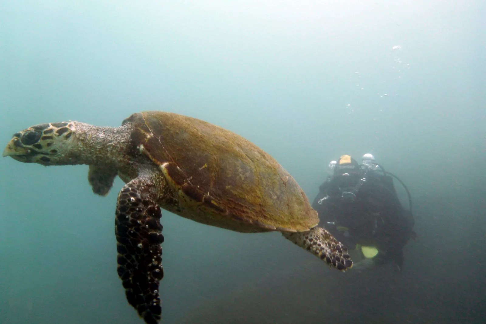 A hawksbill turtle swimming through hazy green-blue water at Arraial do Cabo with a scuba diver following a few meters behind it
