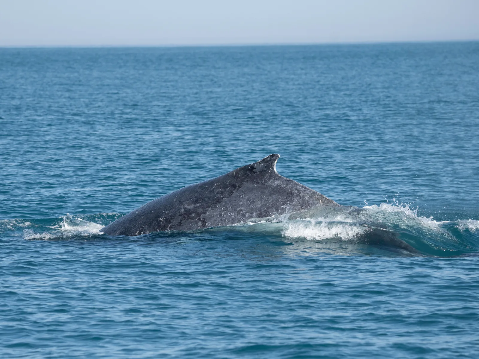 The dark curved back and dorsal fin of a humpback whale breaking the surface of blue water off Arraial do Cabo, with spray around it