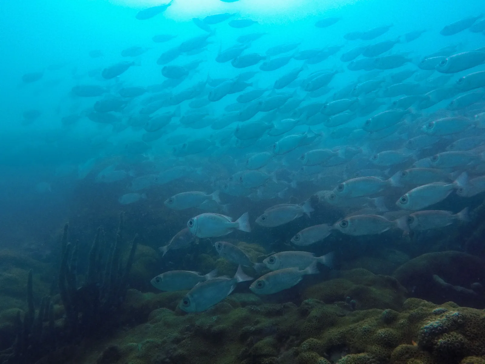 A dense school of silver fish hanging together in clear blue water above dark rock and weed at Arraial do Cabo, lit from the surface above them