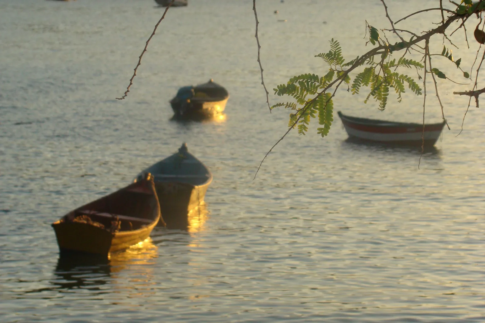 Four small wooden rowboats moored on gold-lit water at sunset in Búzios, with a branch of feathery green leaves hanging into the top of the frame