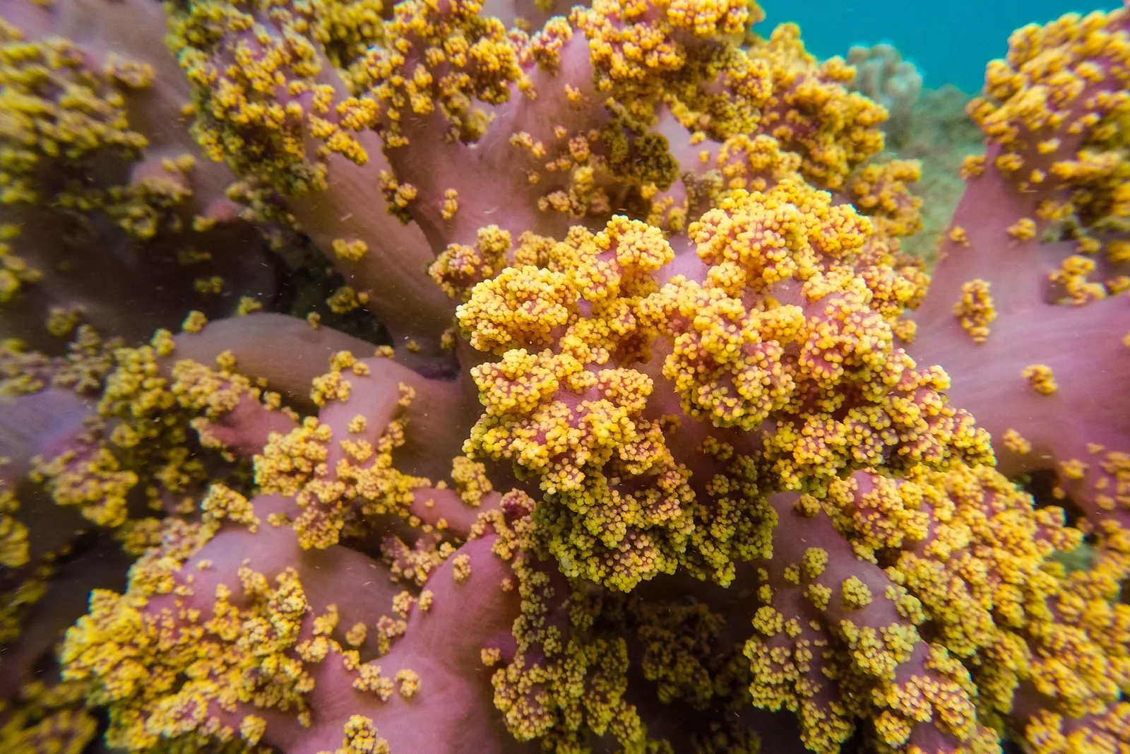 A close underwater view of a soft coral at Arraial do Cabo: fleshy pink branches covered in dense clusters of tiny yellow polyps