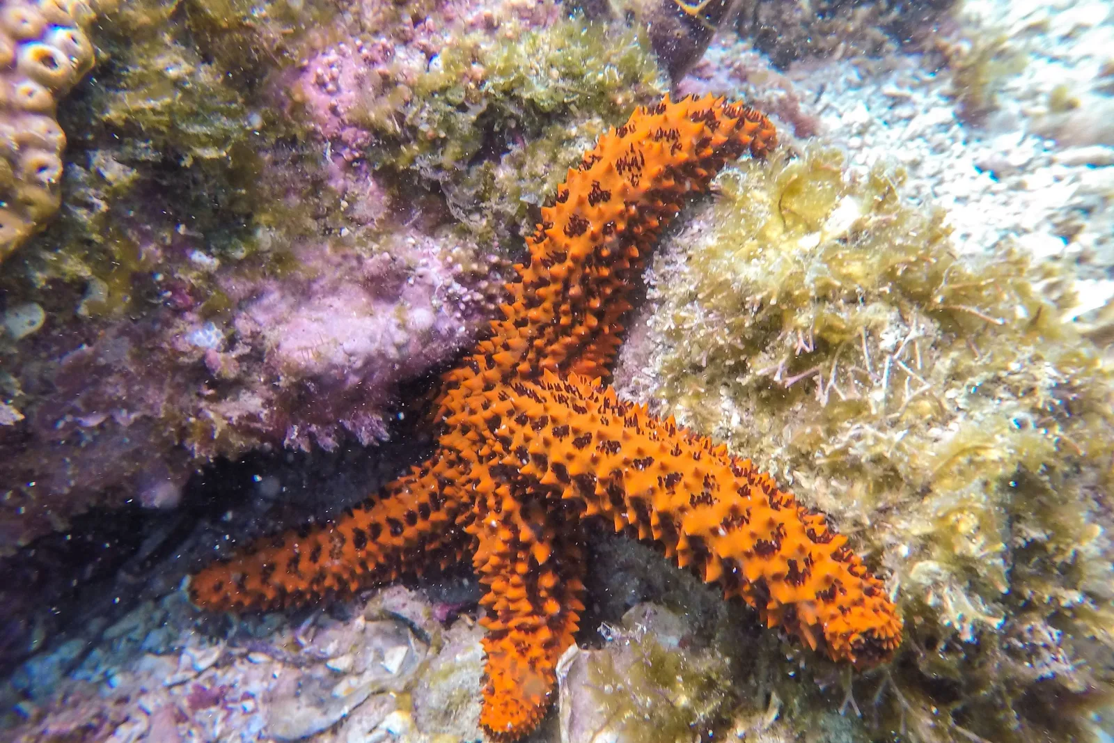A bright orange starfish spread across a rock crusted with pink and green growth, photographed underwater at Arraial do Cabo