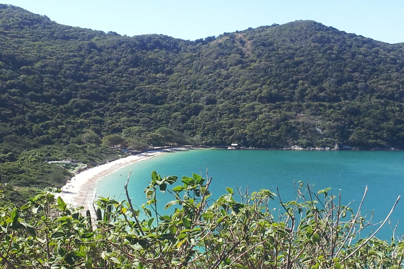 A curving white beach along a turquoise bay at Arraial do Cabo, under a steep forested hill, seen from above over leafy shrubs