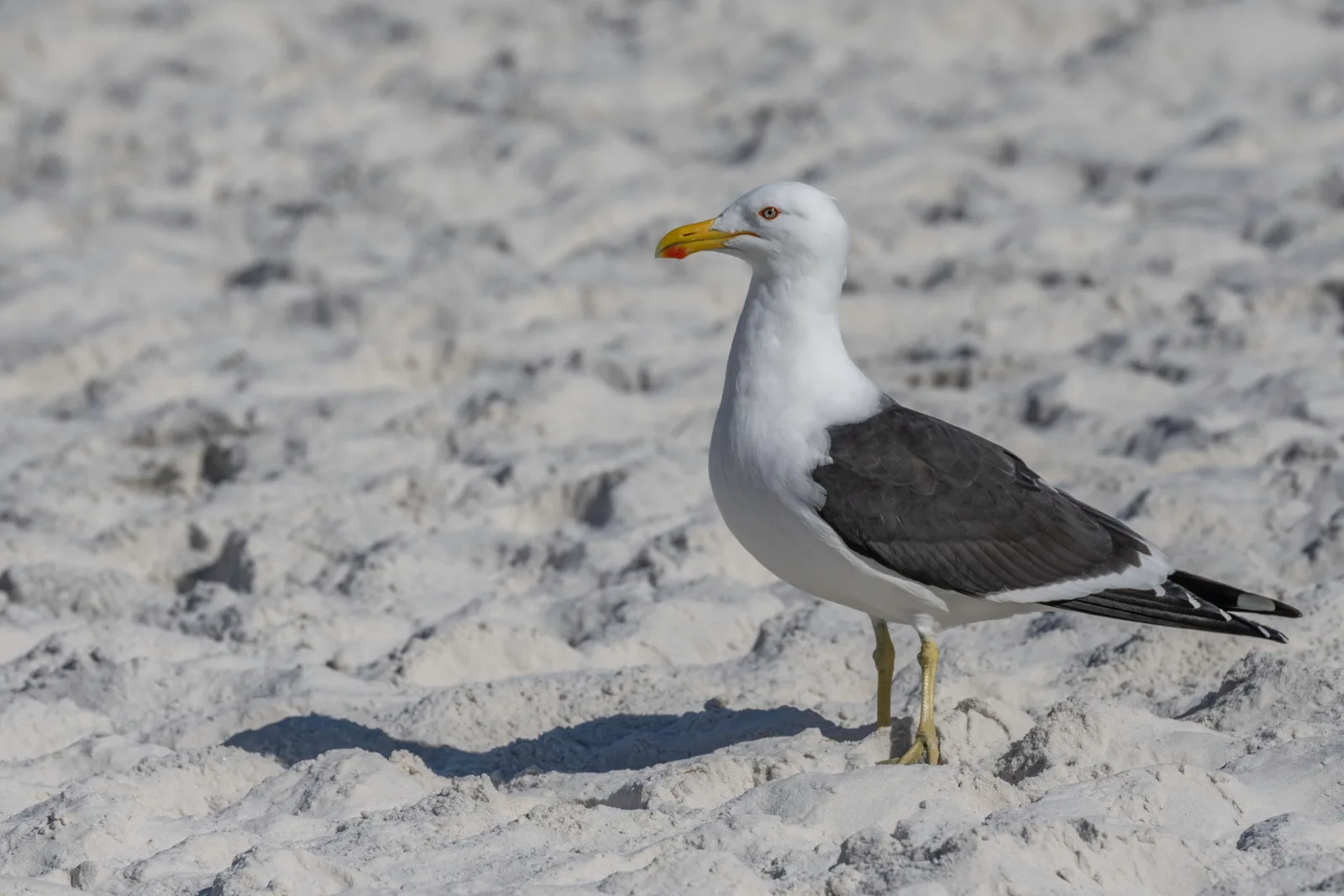 A kelp gull with a black back and a yellow bill standing on pale sand, its shadow beside it