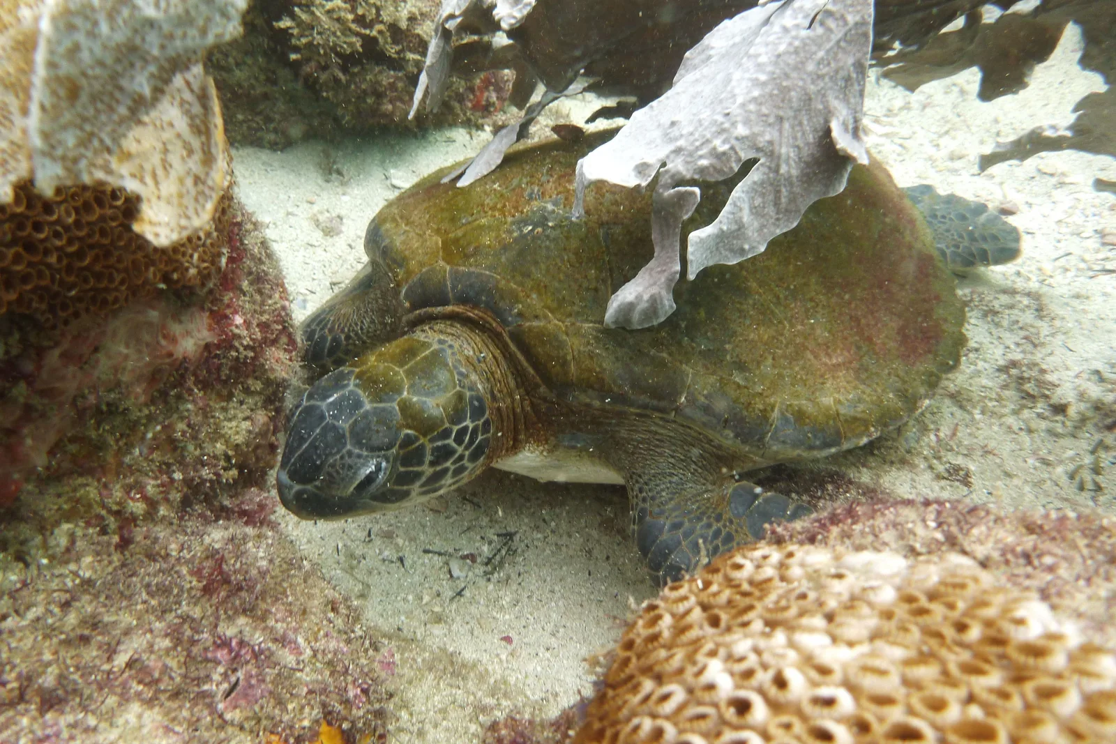 A green sea turtle resting on a sandy seabed between coral-crusted rocks, with a strip of pale seaweed lying across its shell, photographed underwater at Arraial do Cabo