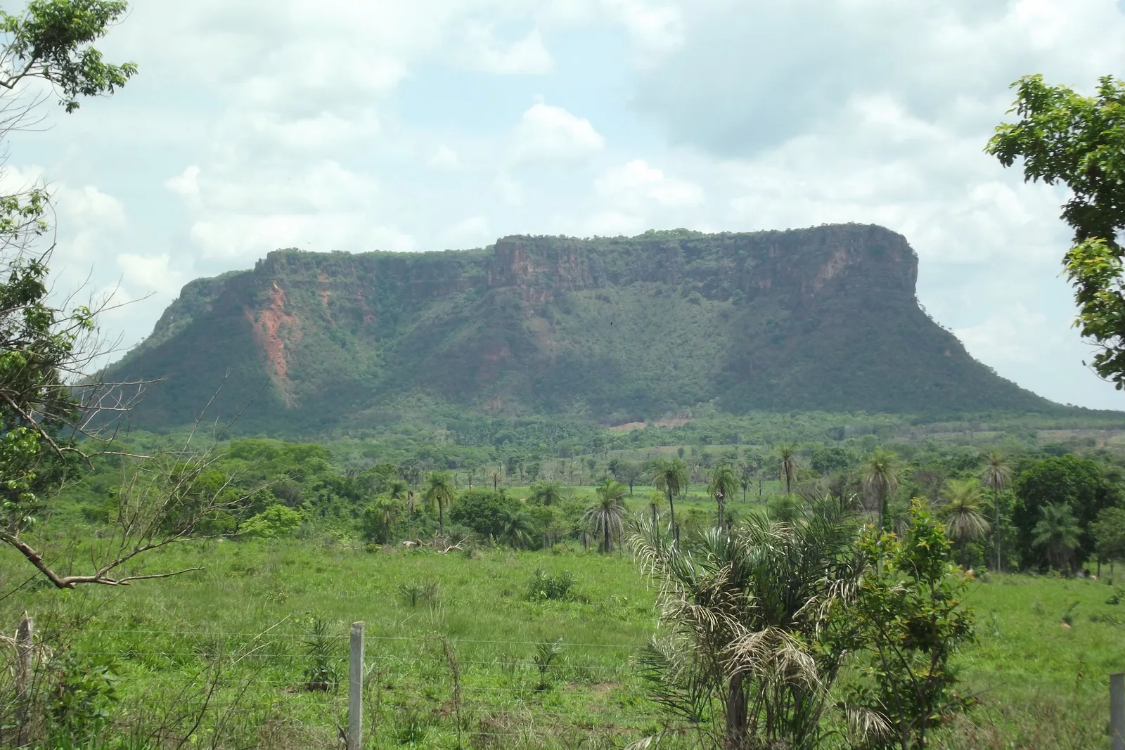 A long flat-topped mountain with steep wooded sides rising behind green pasture, palms and a fence line