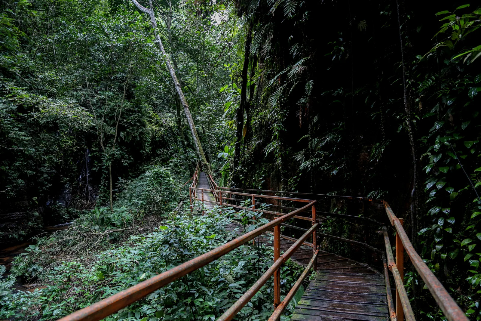 A wooden walkway with rust-red handrails winding into a dense green canyon below a dark cliff
