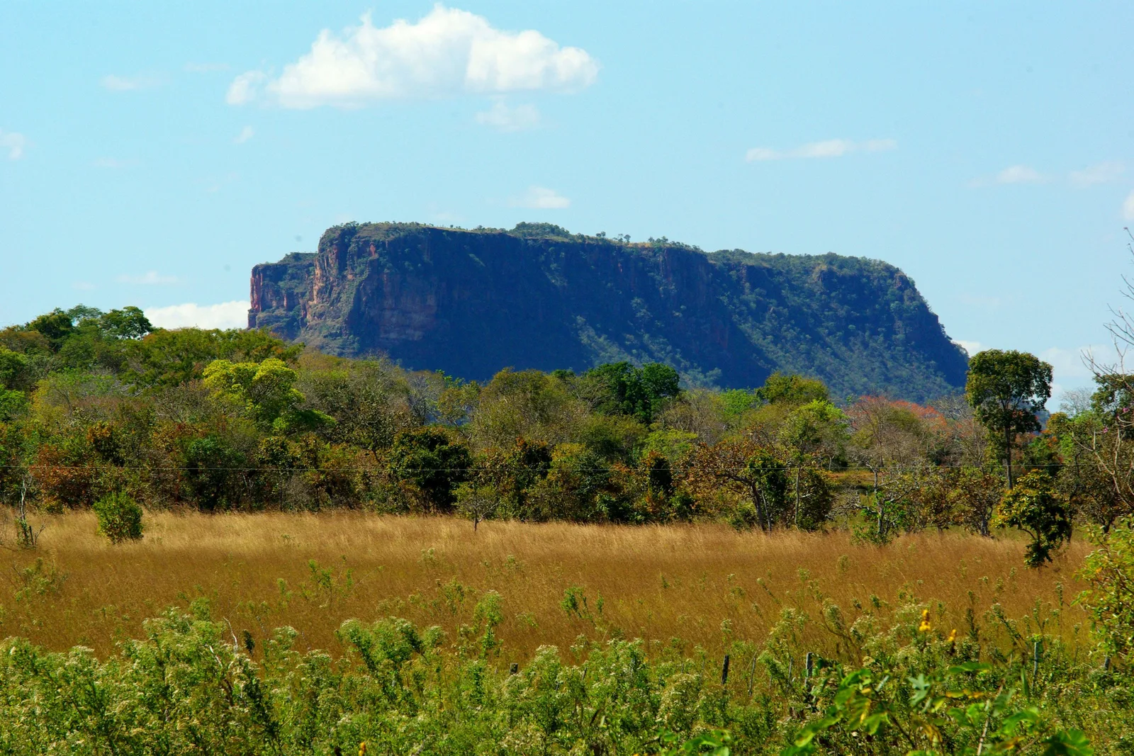 A dark flat-topped mountain rising behind a band of trees and a field of golden grass