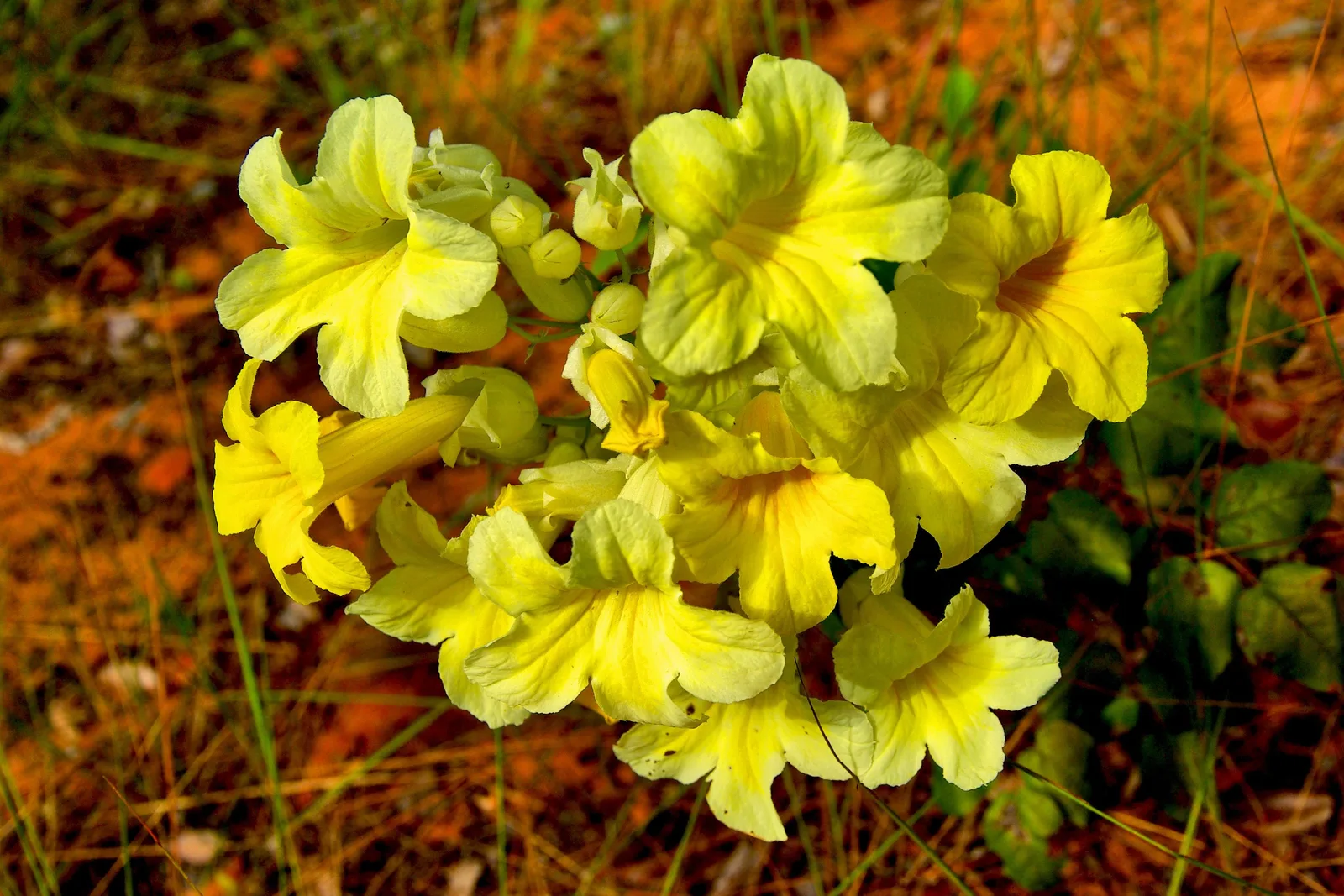 A cluster of bright yellow trumpet-shaped flowers against dry orange grass