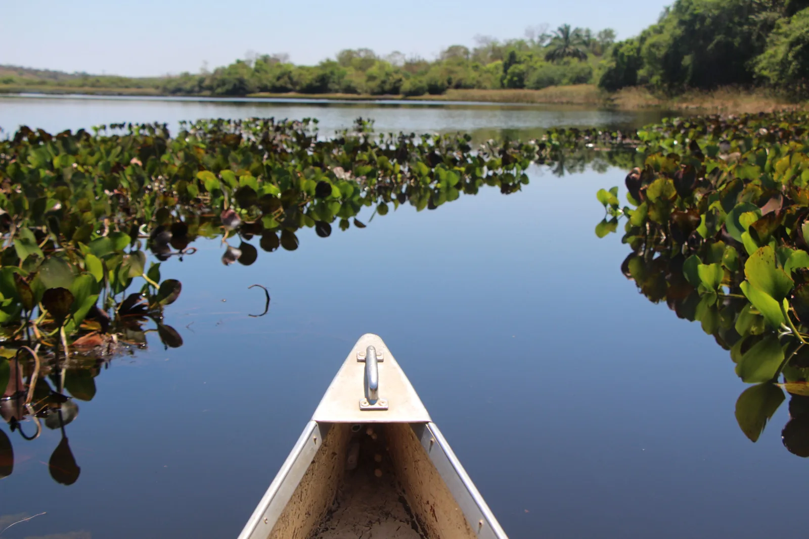 The bow of an aluminum canoe pushing through floating rafts of water hyacinth on flat still water in the Marimbus wetland