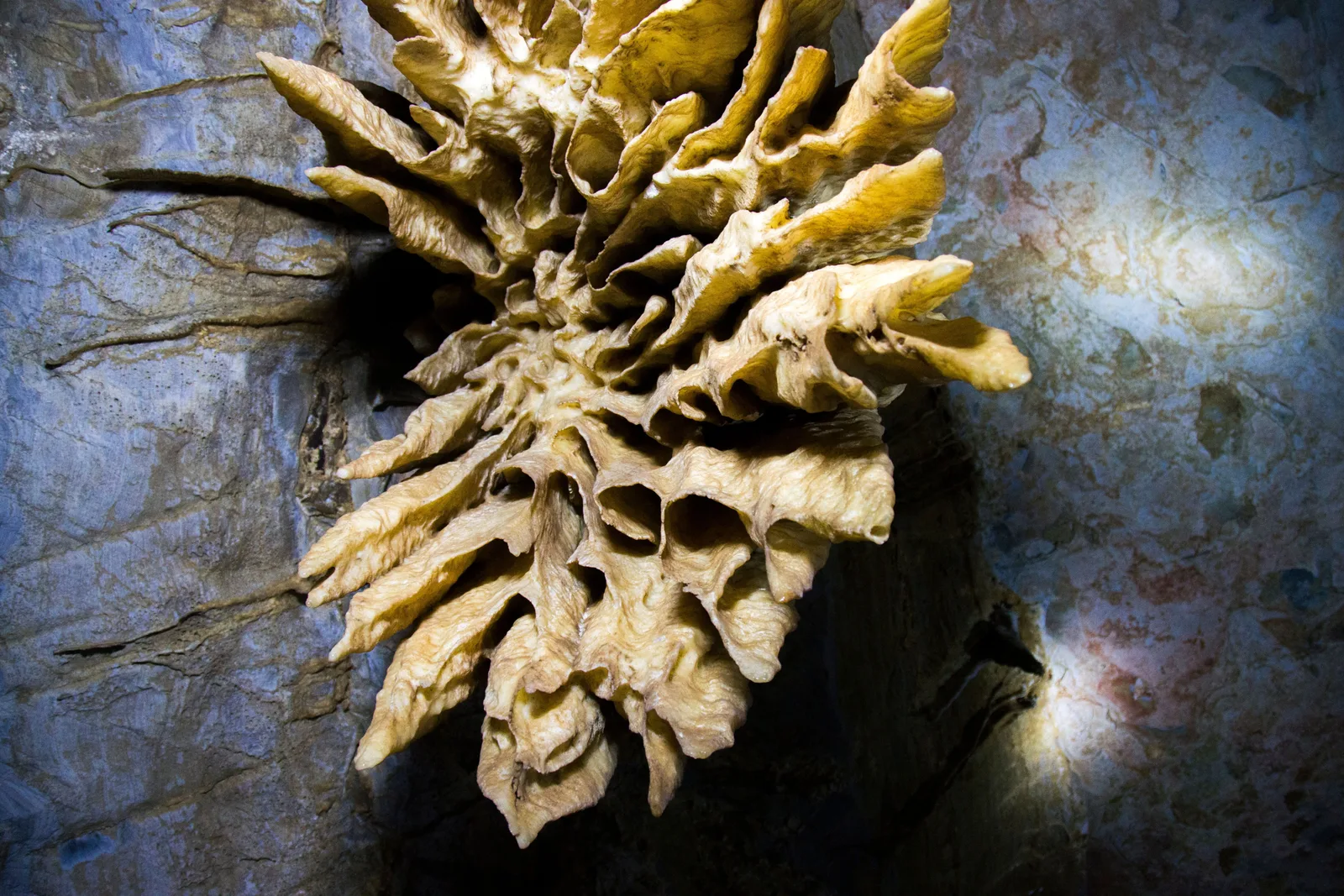 A rare cave formation like a many-petaled yellow-white flower growing sideways out of the rock at Gruta da Torrinha