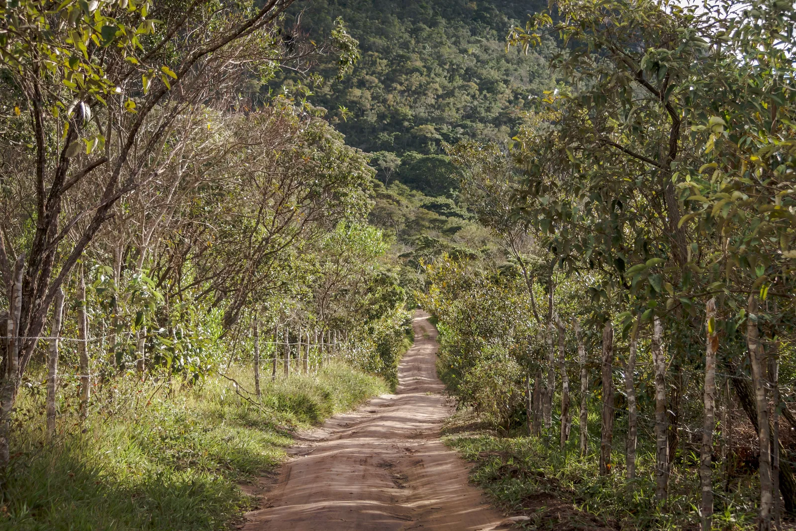 A red dirt road running between trees and rough grass in the Vale do Capão