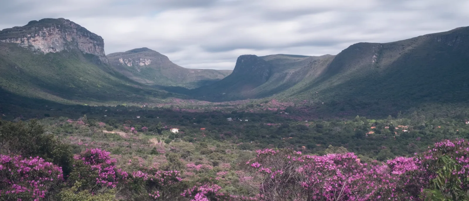 The Vale do Capão with pink-flowering shrubs in the foreground and the long wall of the escarpment beyond