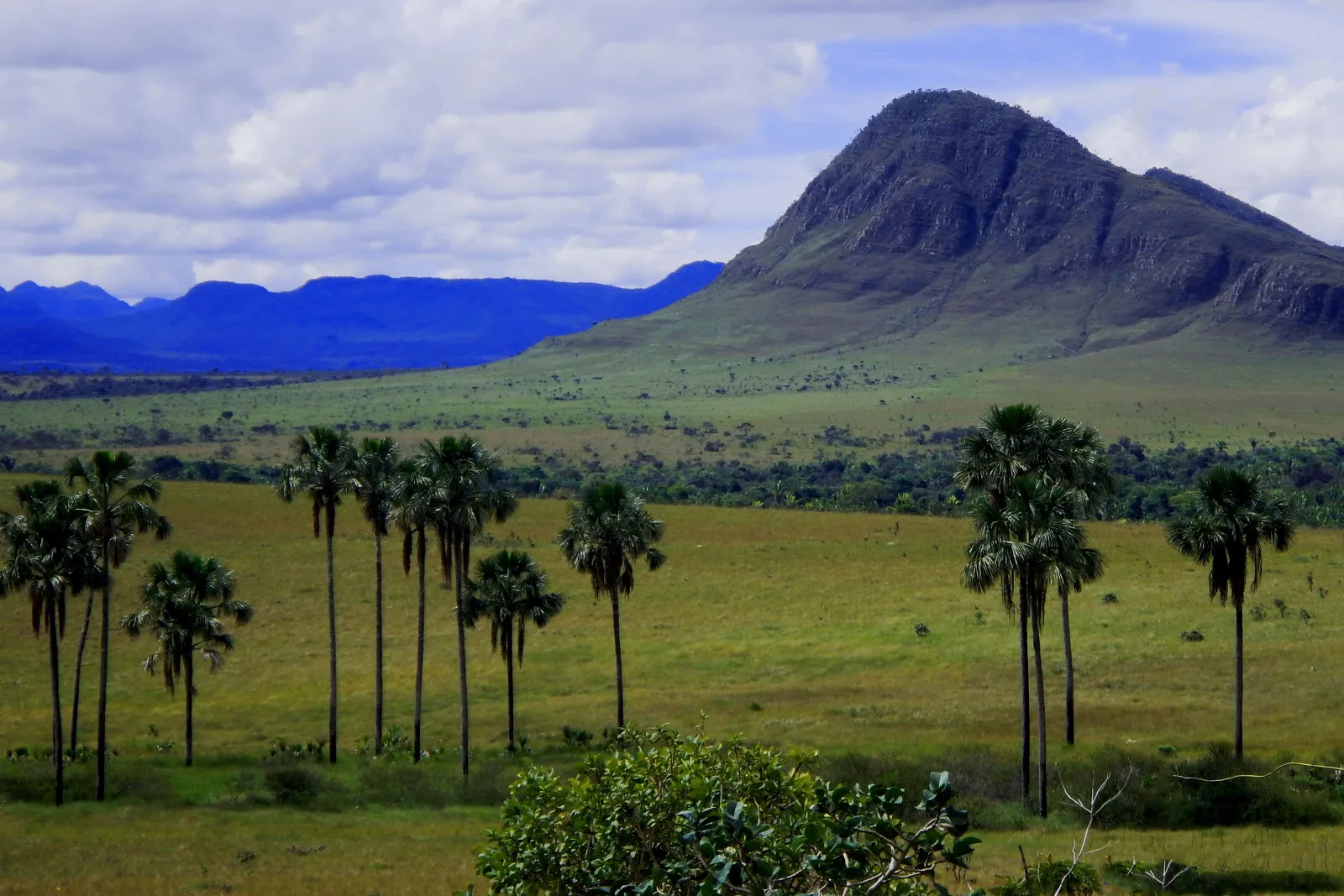 Tall buriti palms scattered across a green plain below a steep pointed mountain, with blue ranges on the horizon