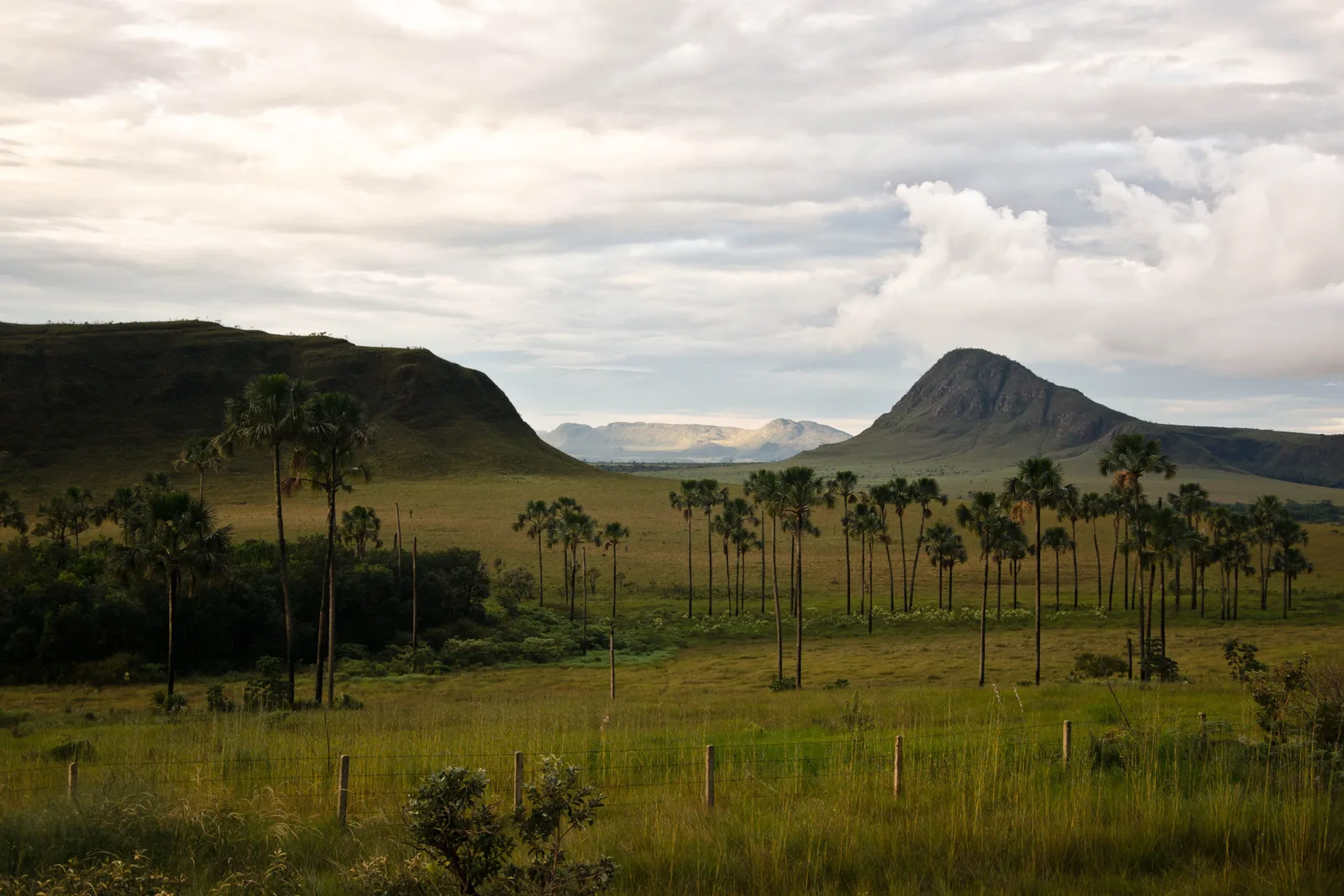 A row of tall palms on a green plain with a rounded hill and a pointed peak behind under heavy cloud