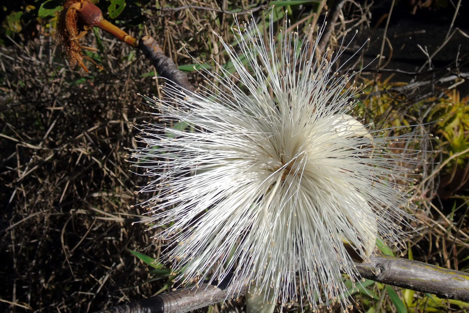 A white flower made of hundreds of long fine stamens, open on a bare branch above dry leaves