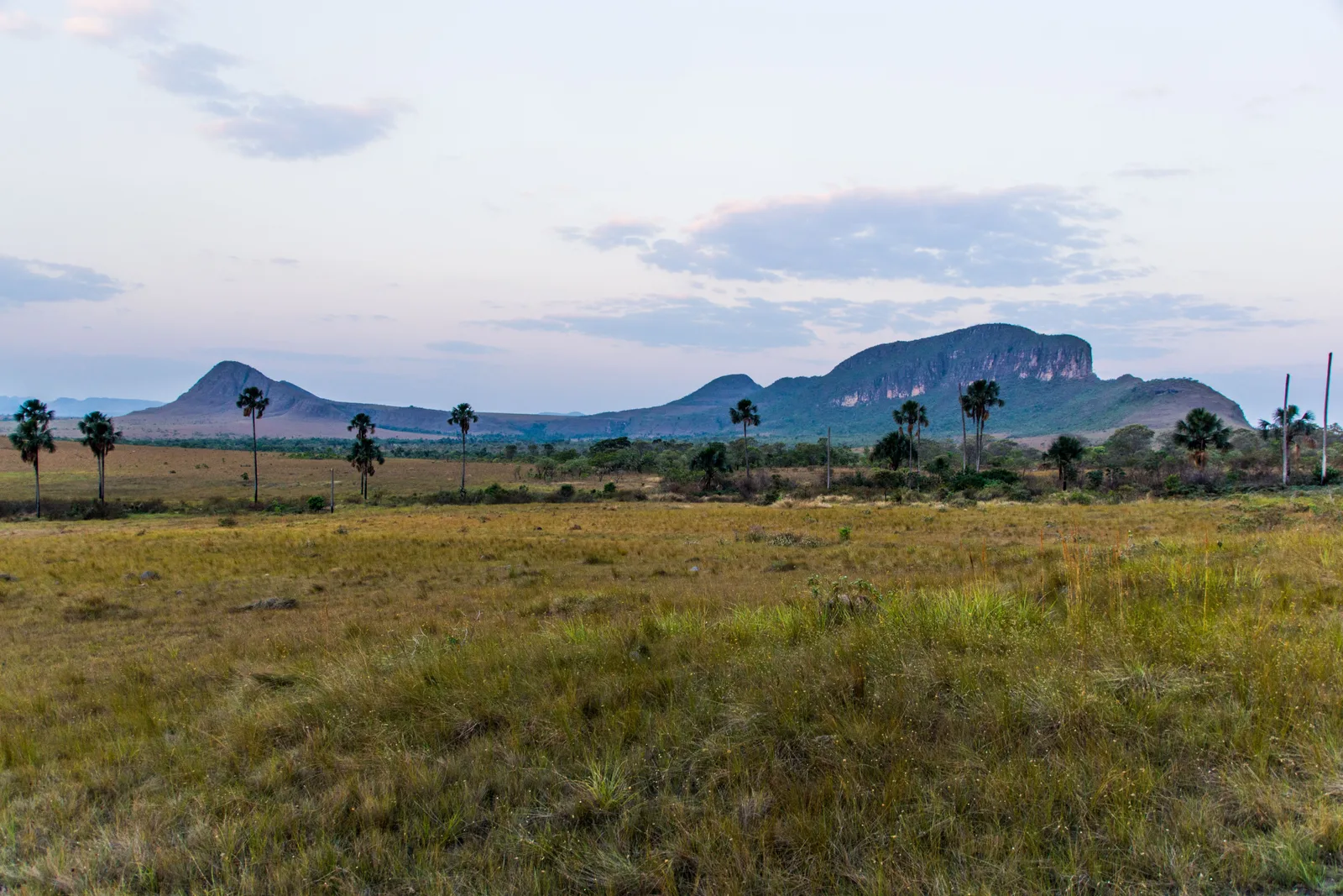 Dry grassland with a scattering of tall palms and a line of flat-topped hills under a pale evening sky