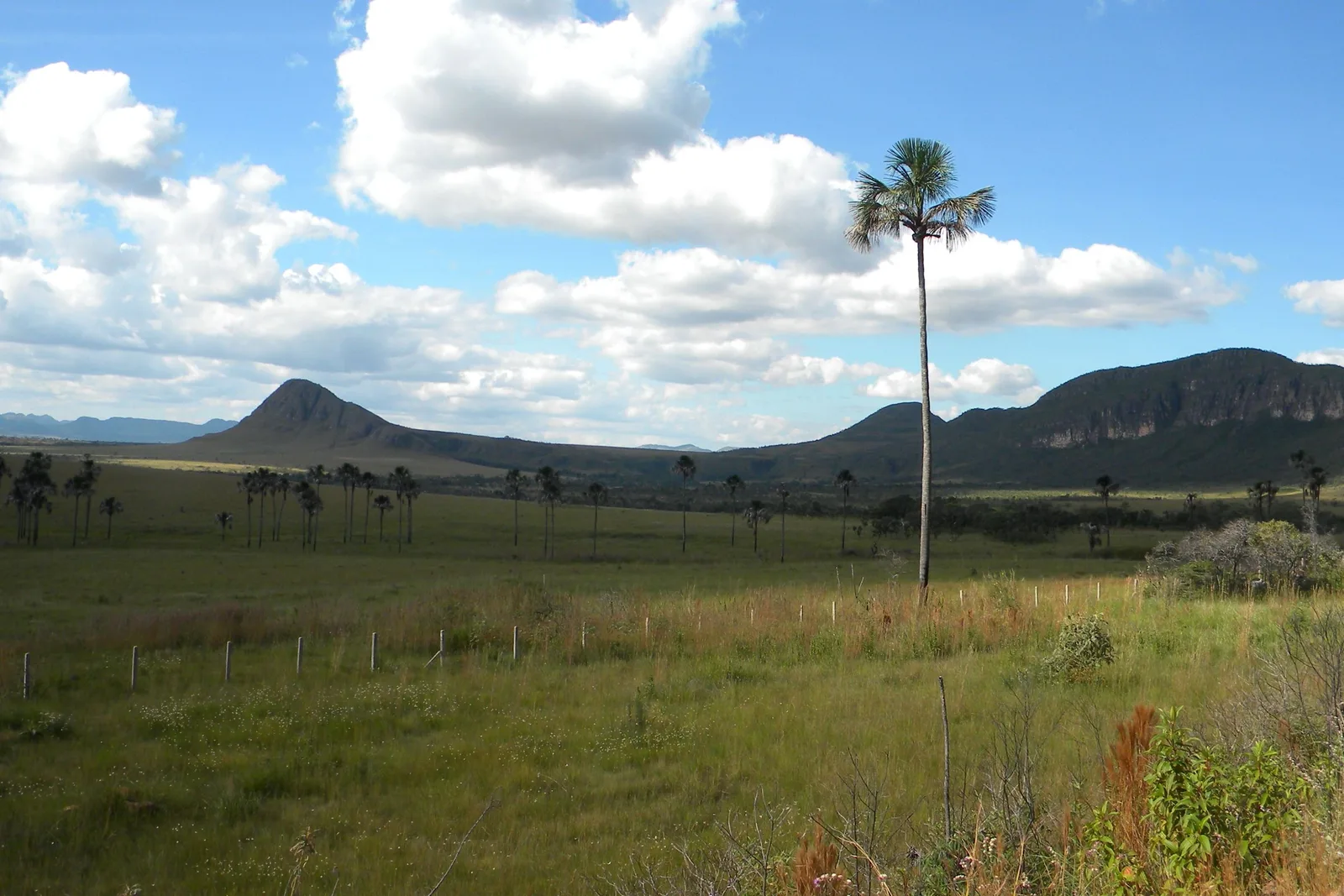 A single tall palm standing over a green plain with a pointed hill and a long flat-topped mountain on the horizon under white clouds