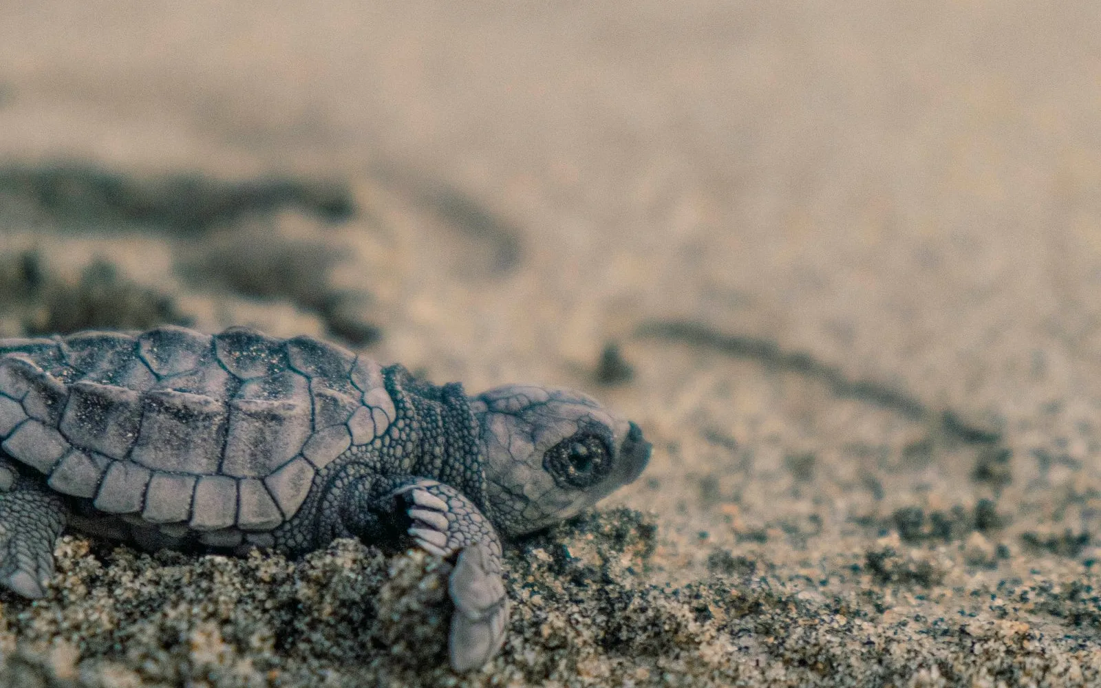 The Projeto Tamar sea turtle center at Praia do Forte