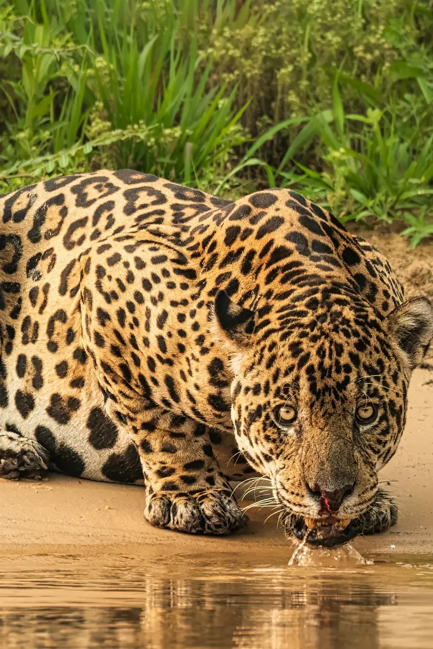 A jaguar at the edge of a Pantanal river
