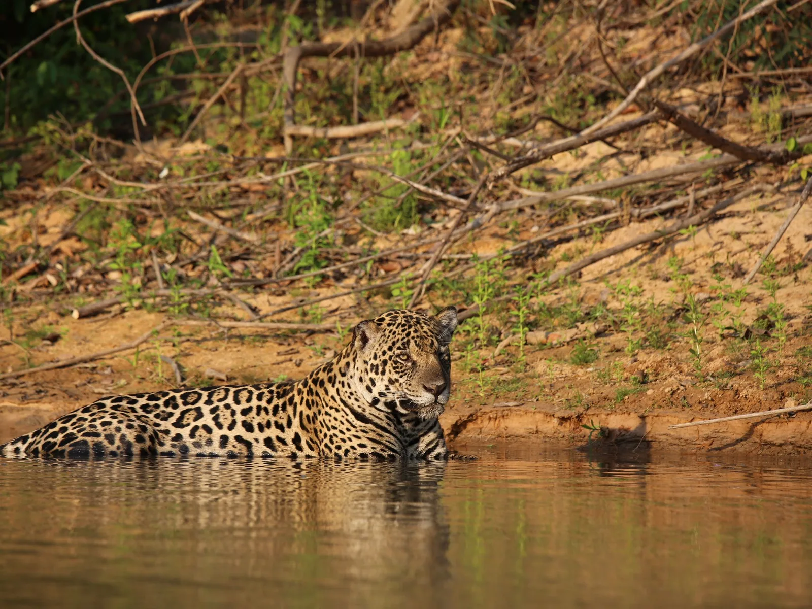 A jaguar swimming across a river at Porto Jofre