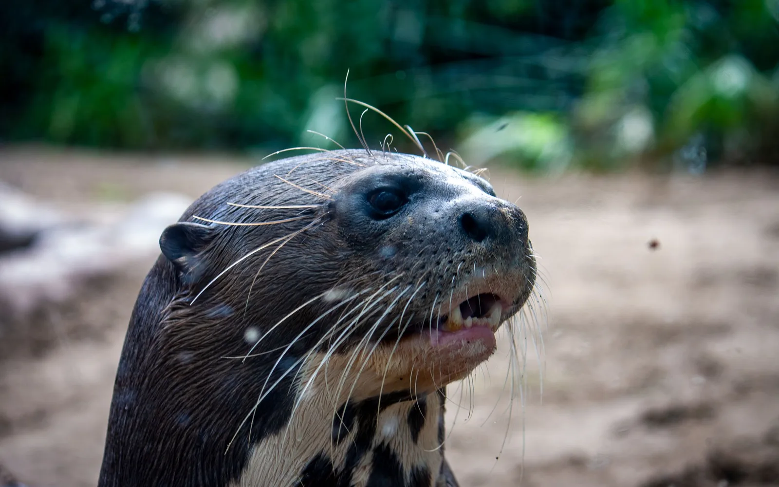 Giant otters on a Pantanal river