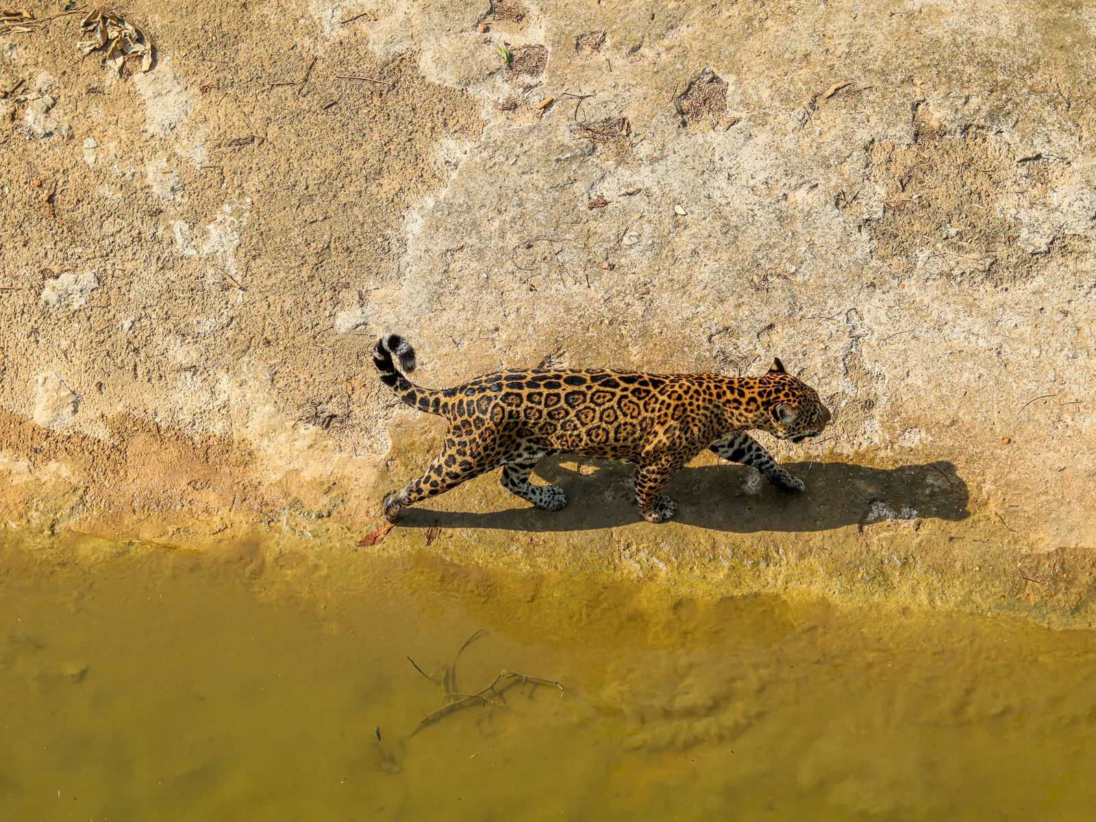A jaguar resting on the bank of a Pantanal river