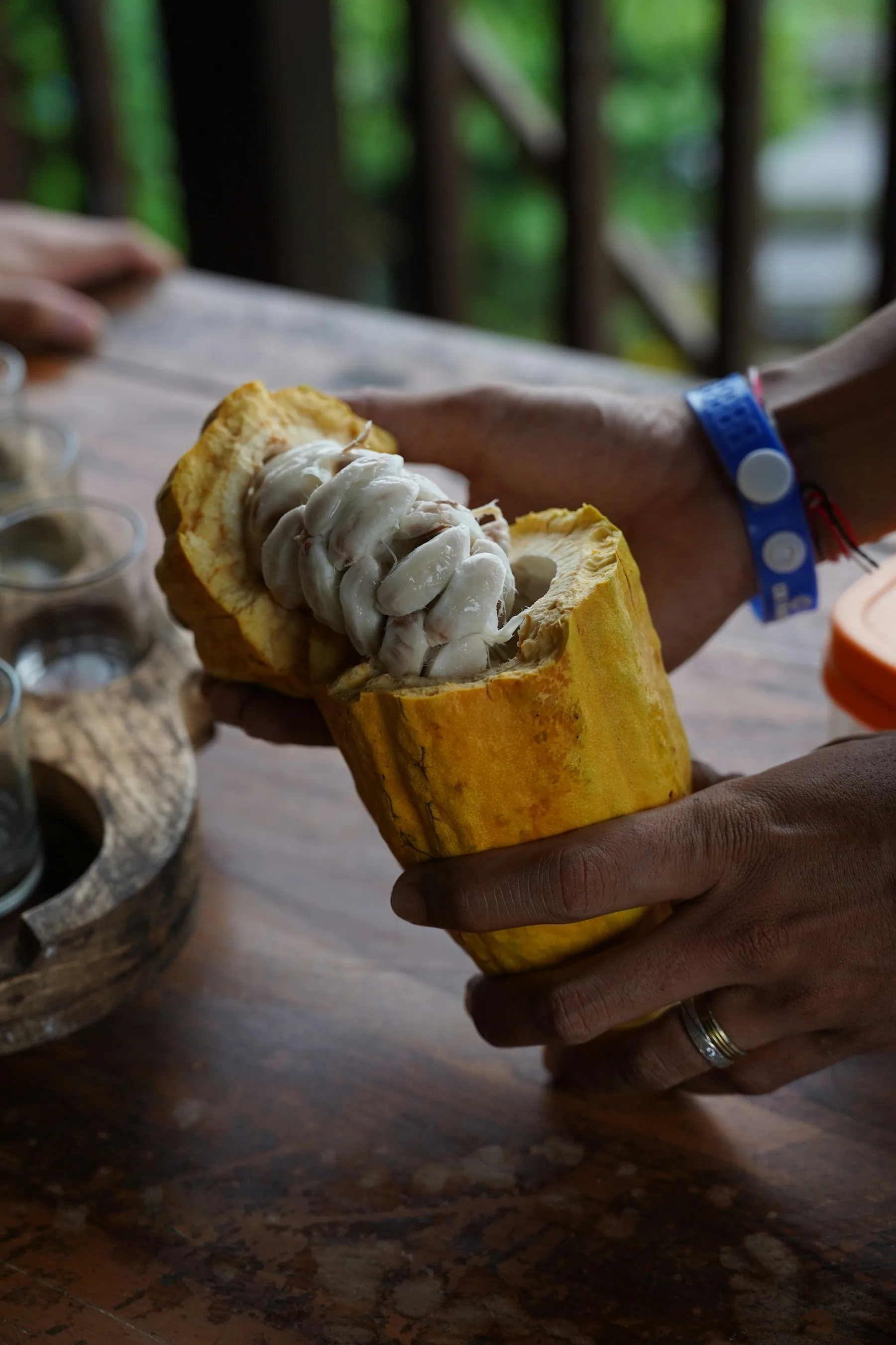 Cacao pods being opened by hand in southern Bahia